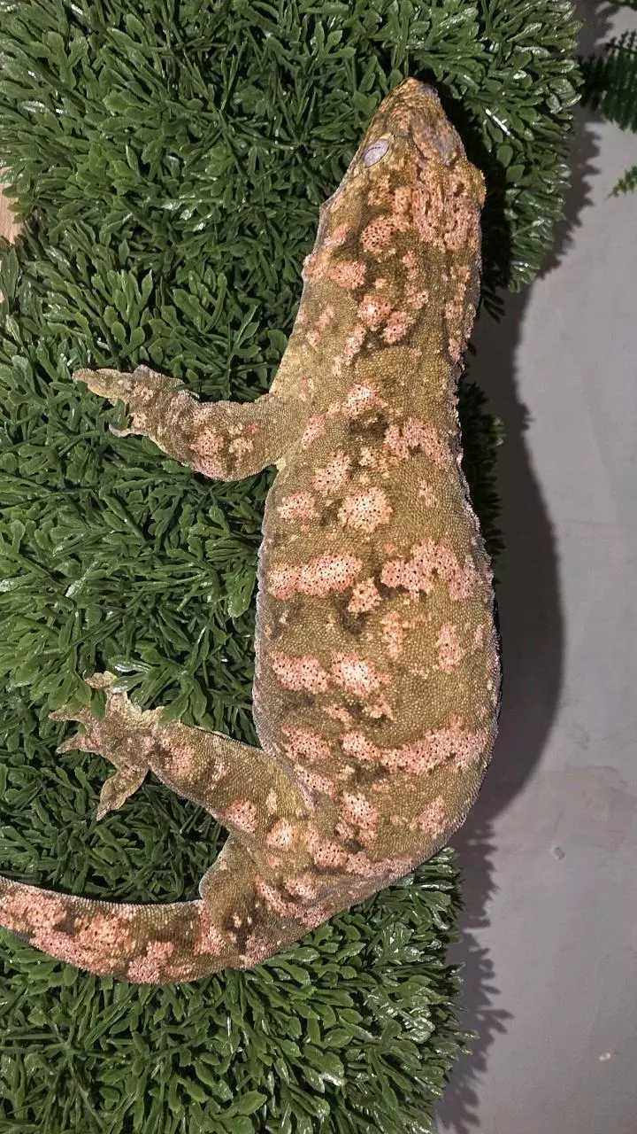 High pink GTX Leachianus thumbnail