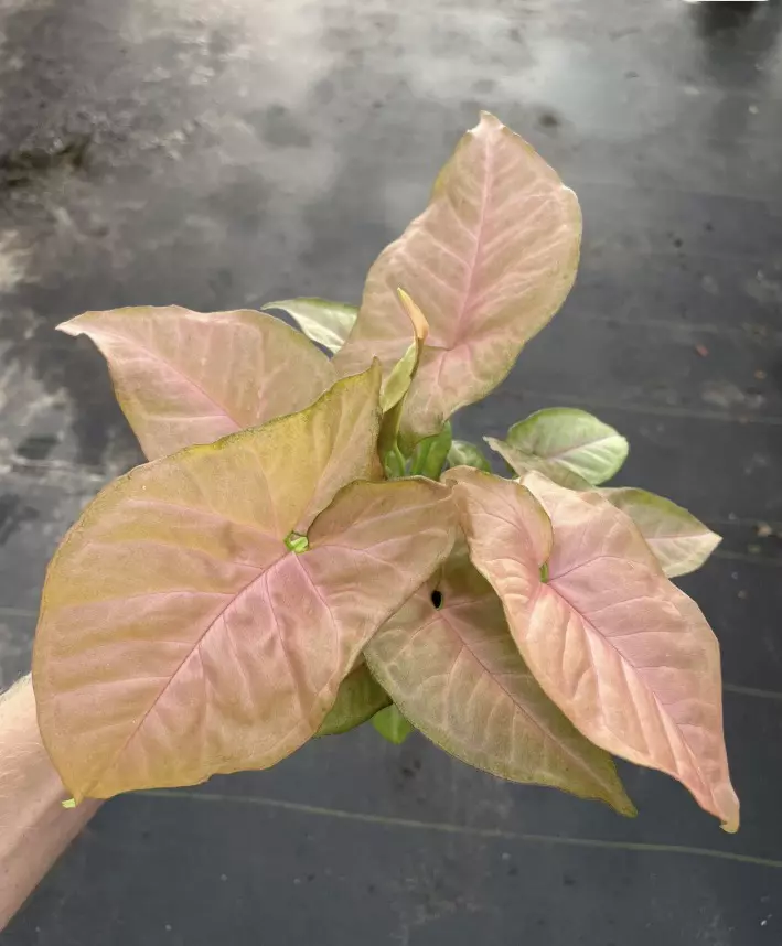 Syngonium Strawberry Cream 4” pot growers choice thumbnail