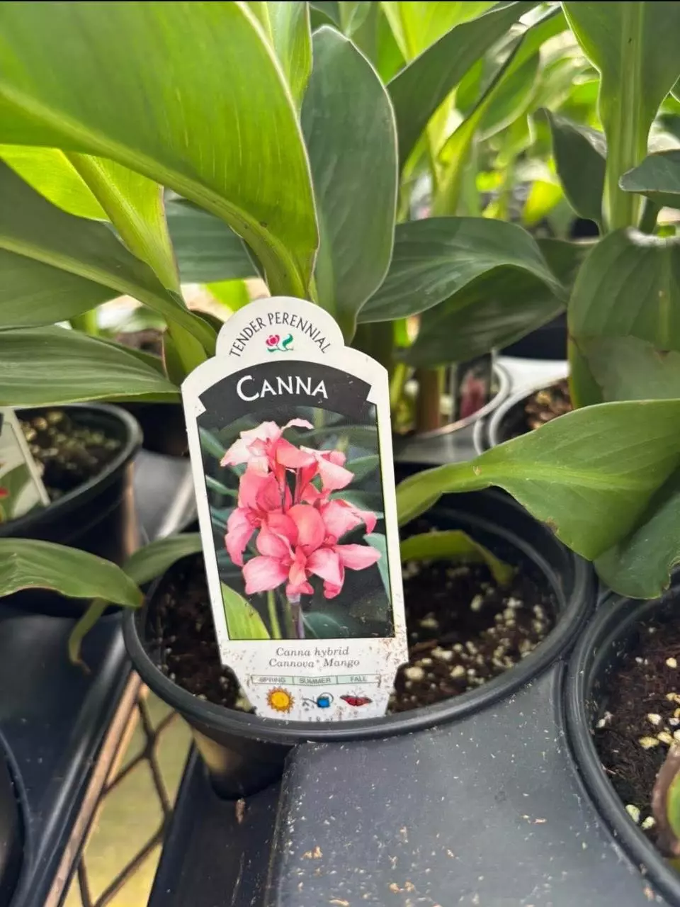 Canna Lilly mango thumbnail