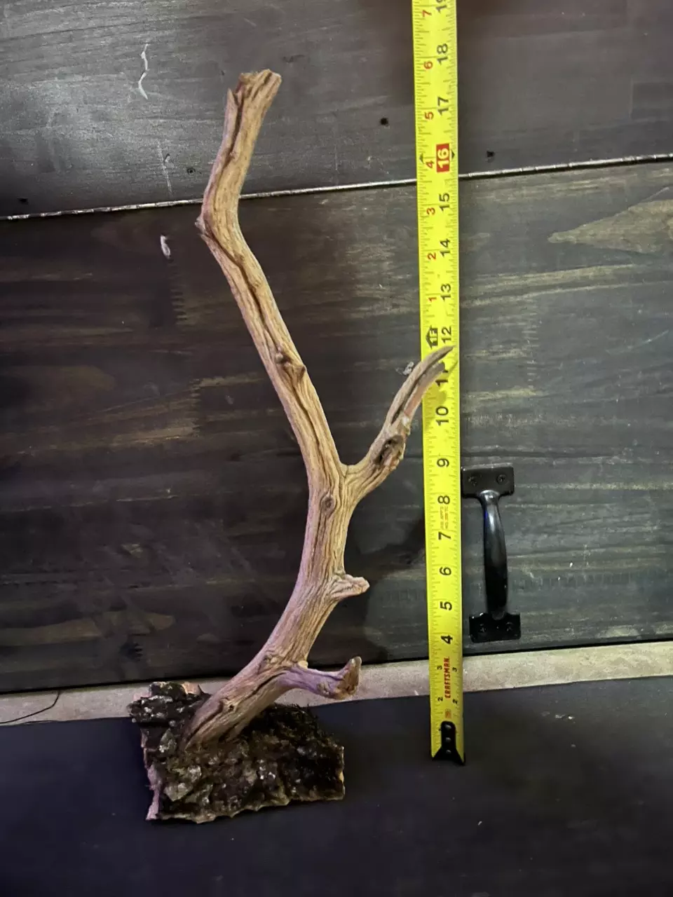 Ghost wood on cork bark thumbnail