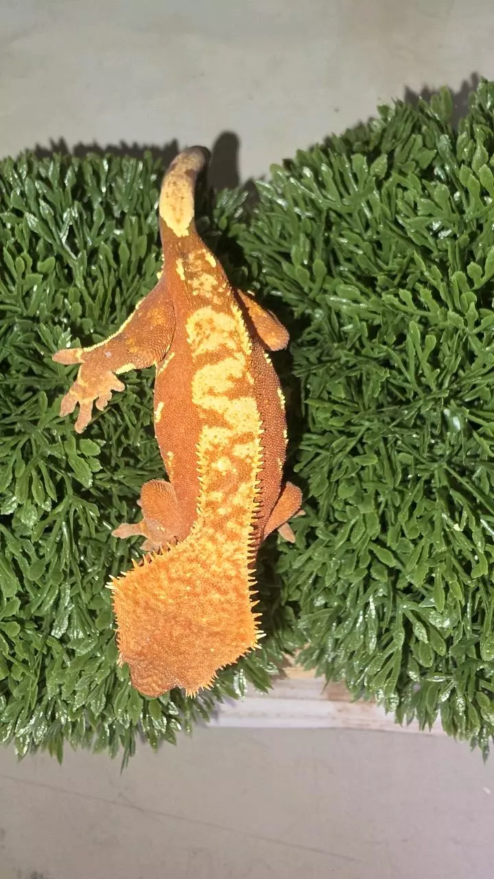 BRIGHT Red Harlequin F thumbnail