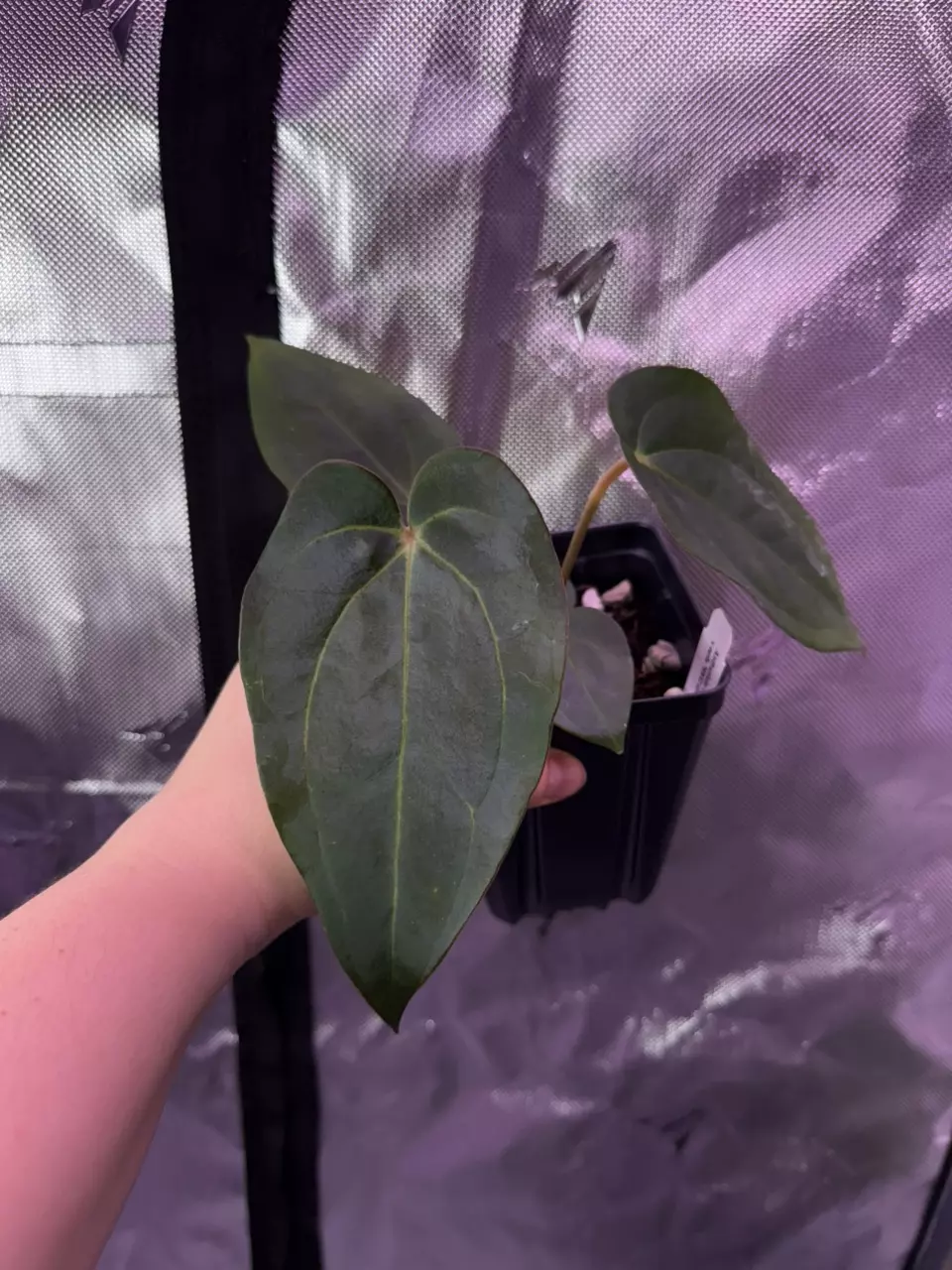 (#1526) Anthurium (carla x (cerro x pap)) x carlablackiae thumbnail