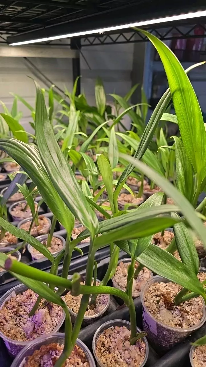 3oz Epip amplissimum silver stripe pixie GC thumbnail