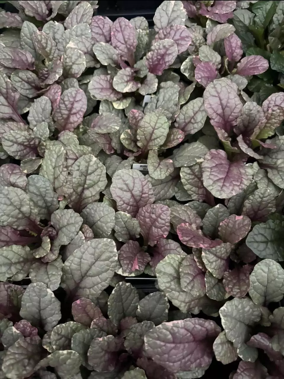 Ajuga ' Burgundy Glow thumbnail