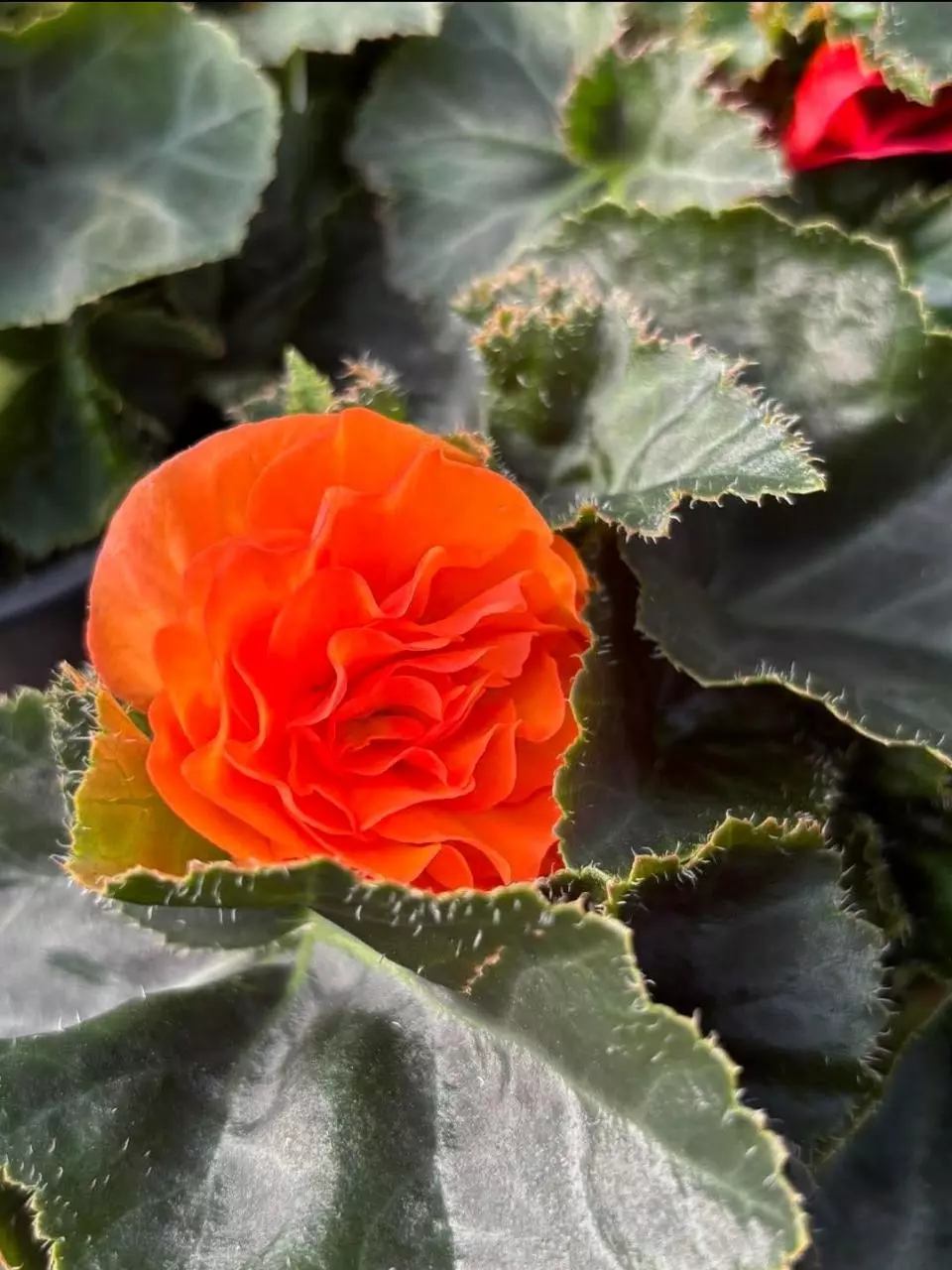 Begonia tuberous orange thumbnail