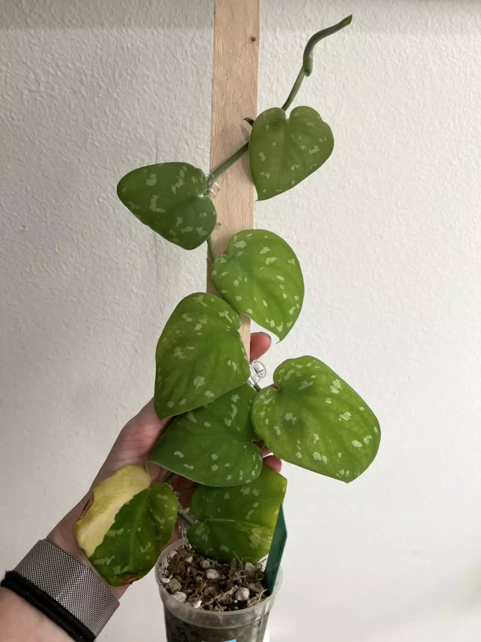 Scindapsus argy fantasy A thumbnail