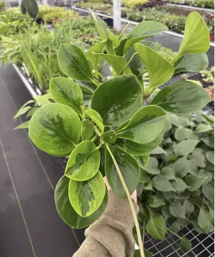 Peperomia Lemon lime 4” pot growers choice thumbnail