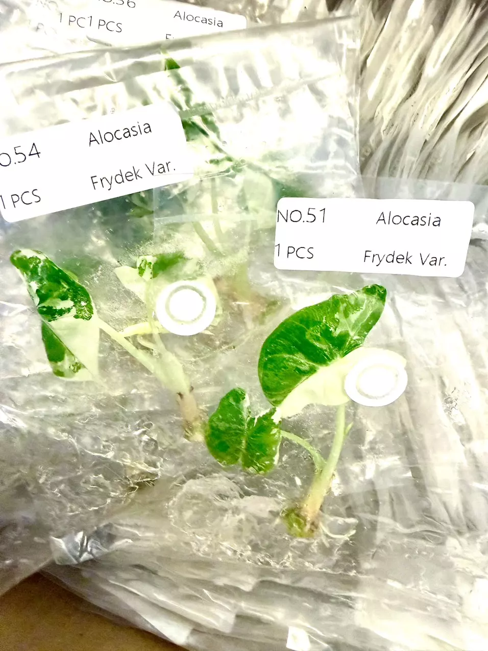 Alocasia FRYDEK Tc Tissue Culture FRESH!! ✅ 🤩 thumbnail
