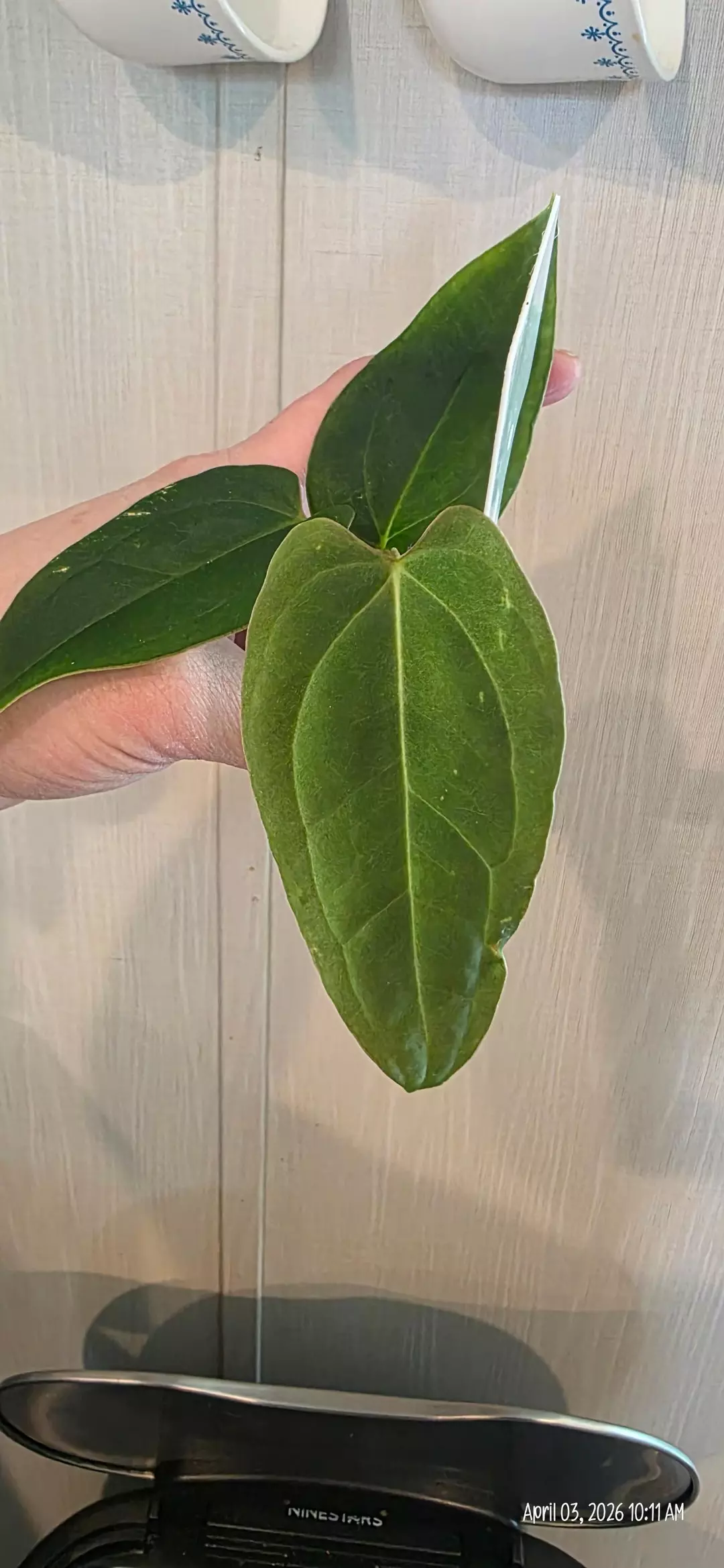 Anthirium (Crystal x Mag) x (Subsignatum x Eastern Dress) thumbnail