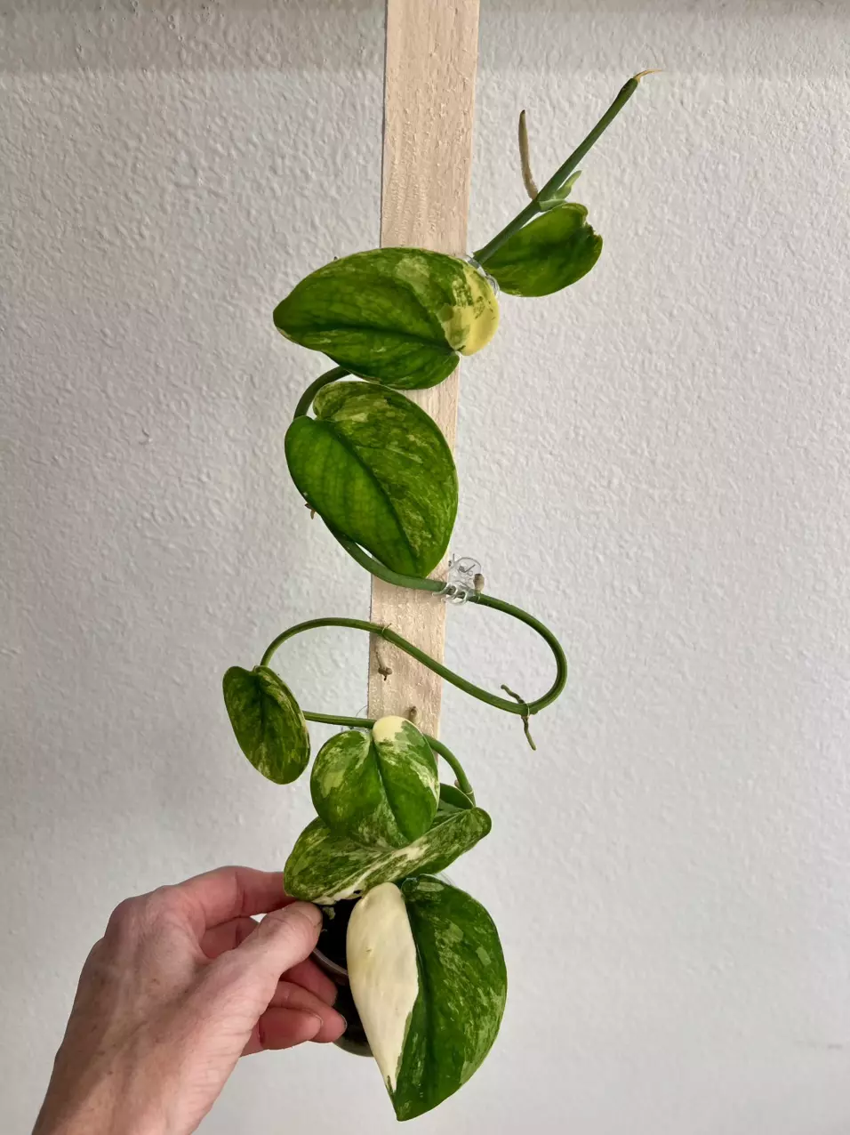 Scindapsus jade satin C thumbnail