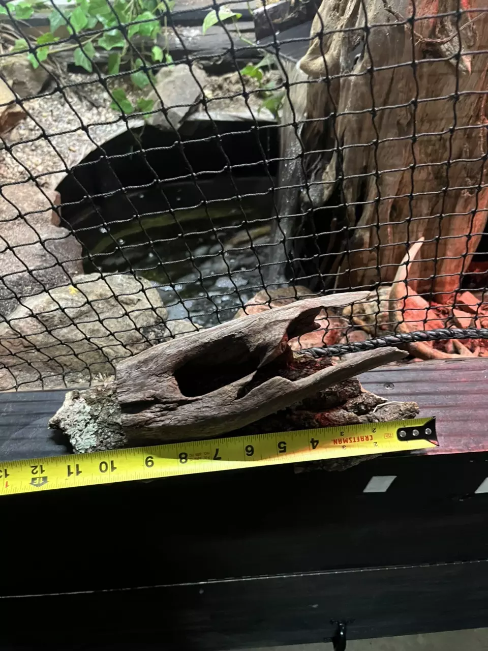 Drift wood hide on cork bark thumbnail