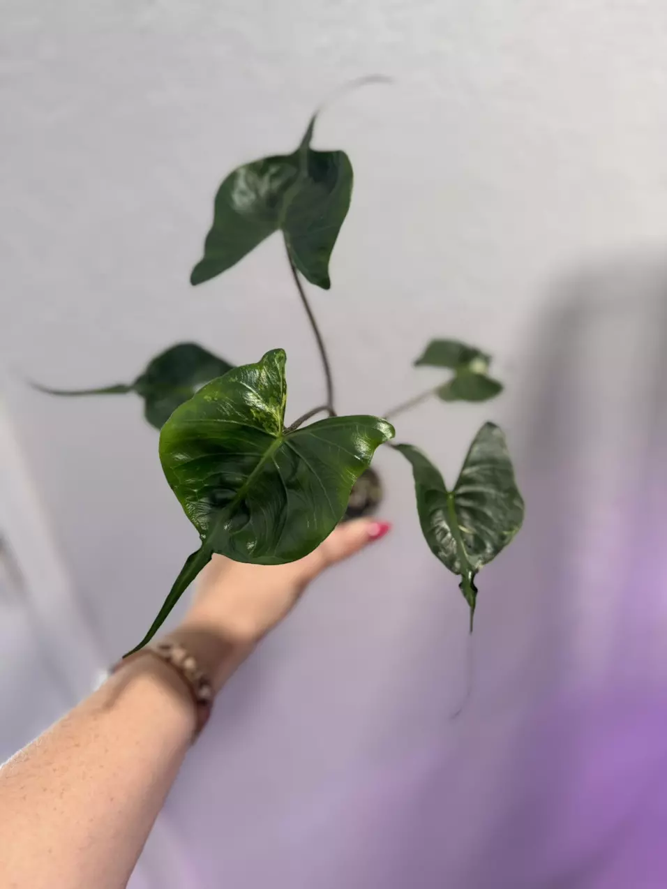 Alocasia Stingray Aurea -lower var thumbnail