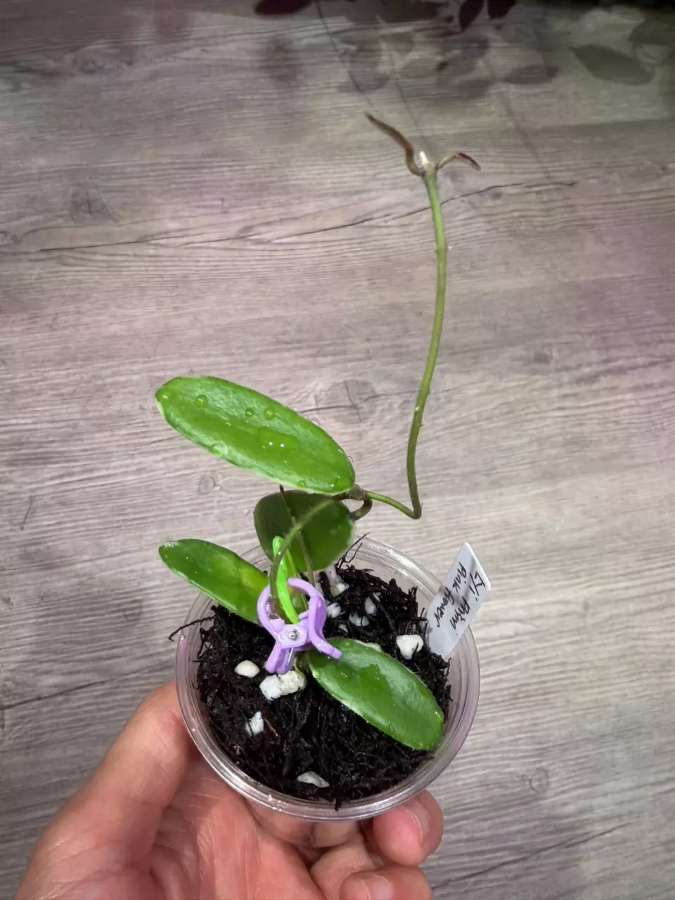 Hoya Lyi Prism pink flower thumbnail