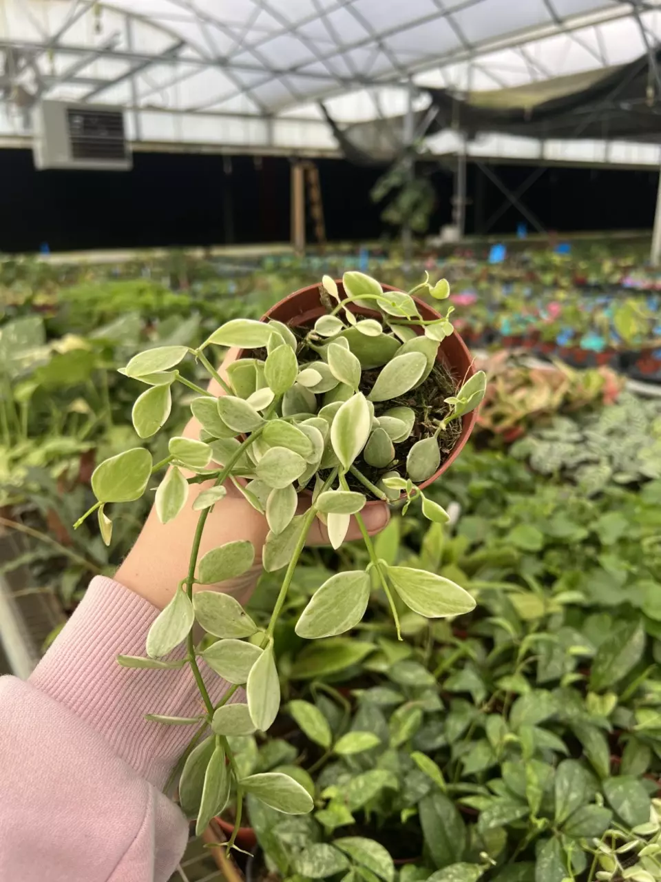 Dischidia Variegated Oiantha 4” pot growers choice thumbnail