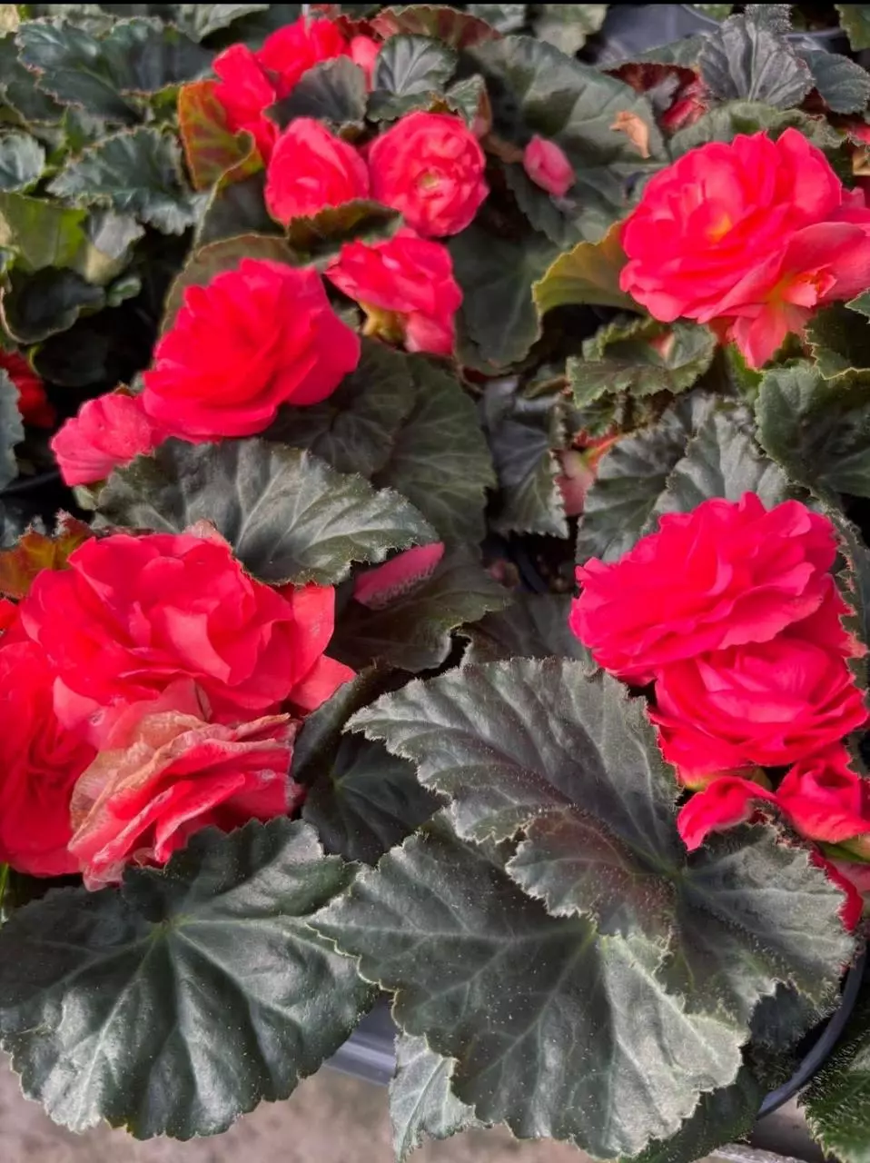 Begonia tuberous bright pink thumbnail