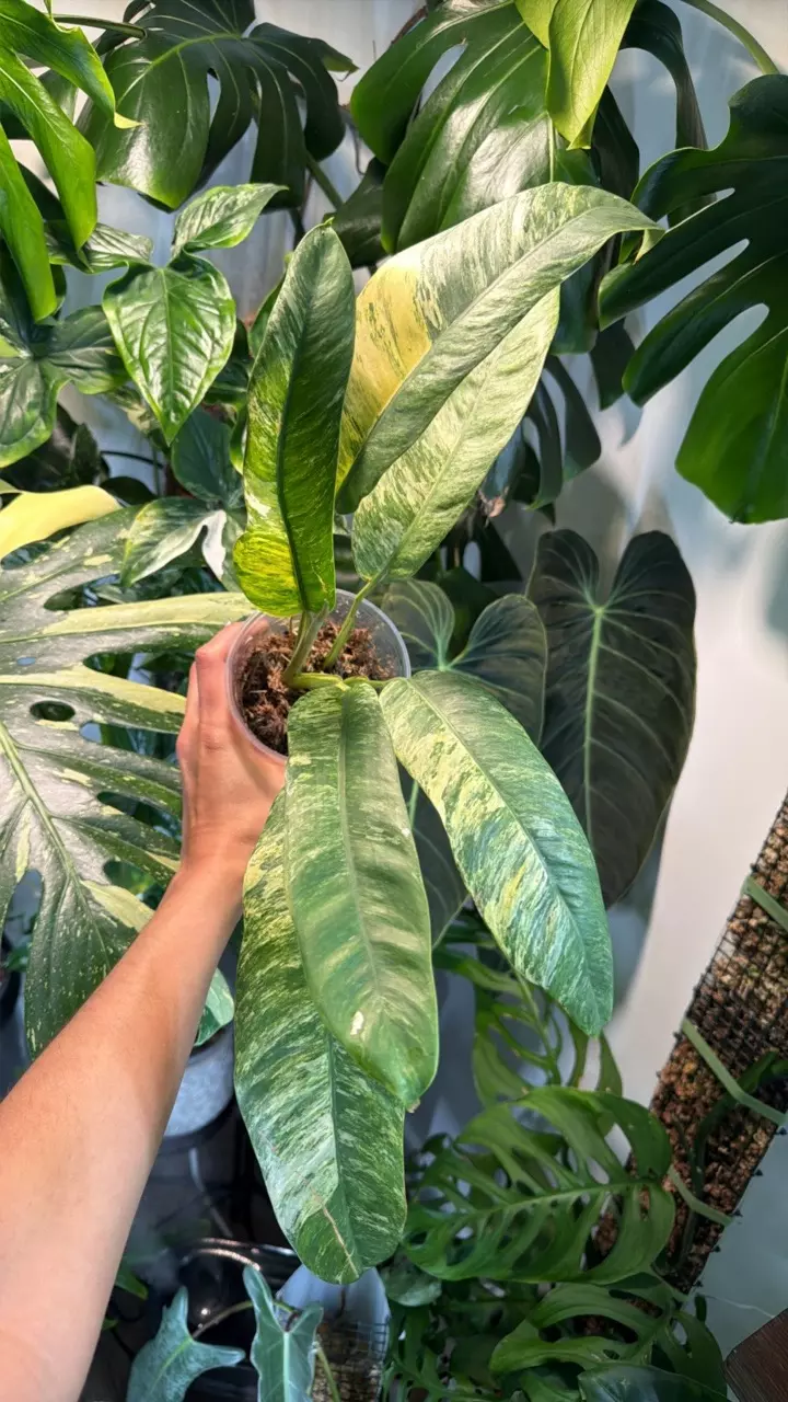 0405 Epi Giganteum tricolor thumbnail