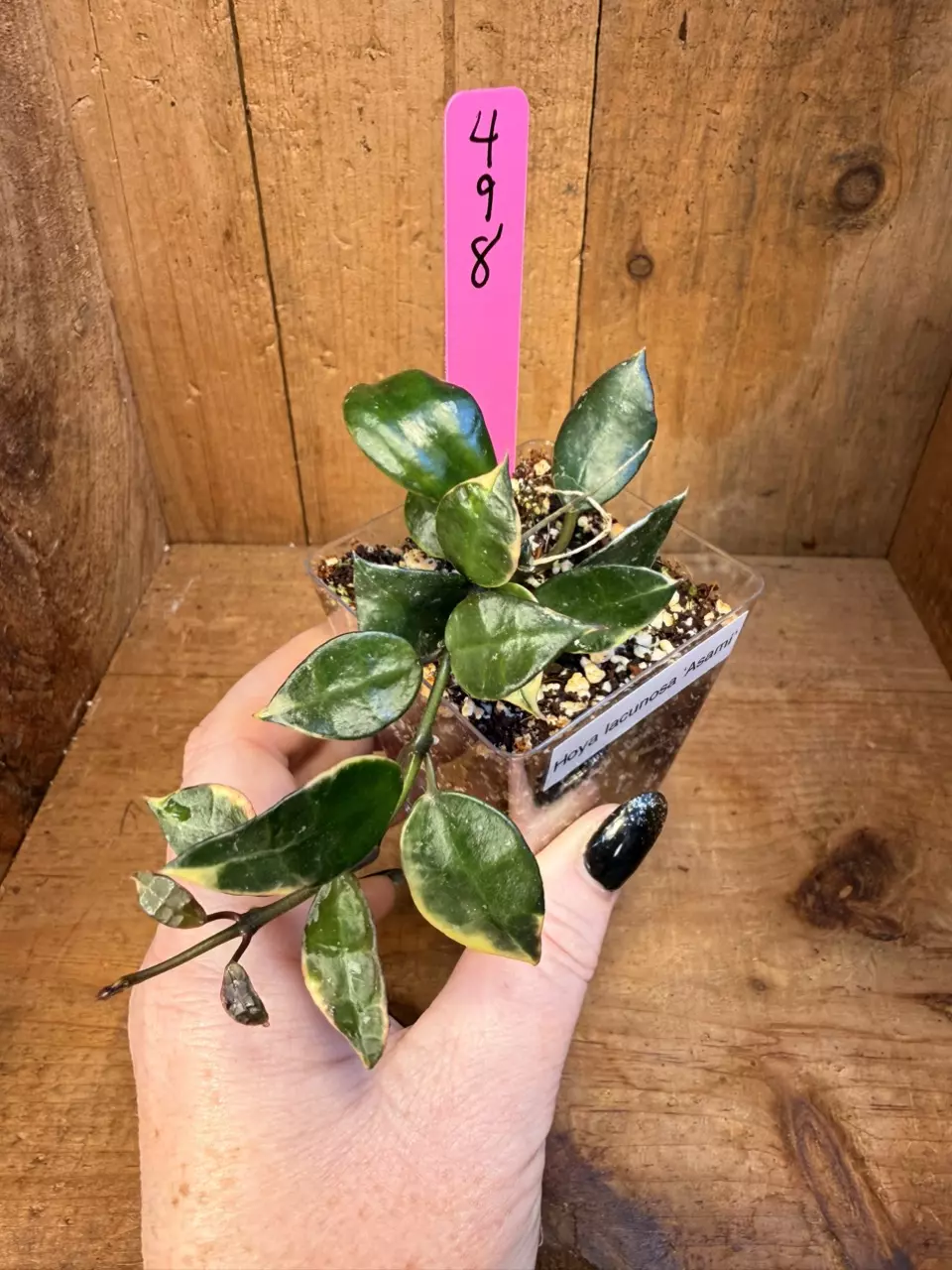 498 Hoya lacunosa ‘Asami’ thumbnail