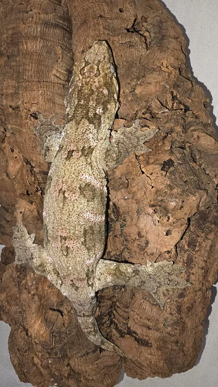 GTX x Ana Ami Leachianus thumbnail