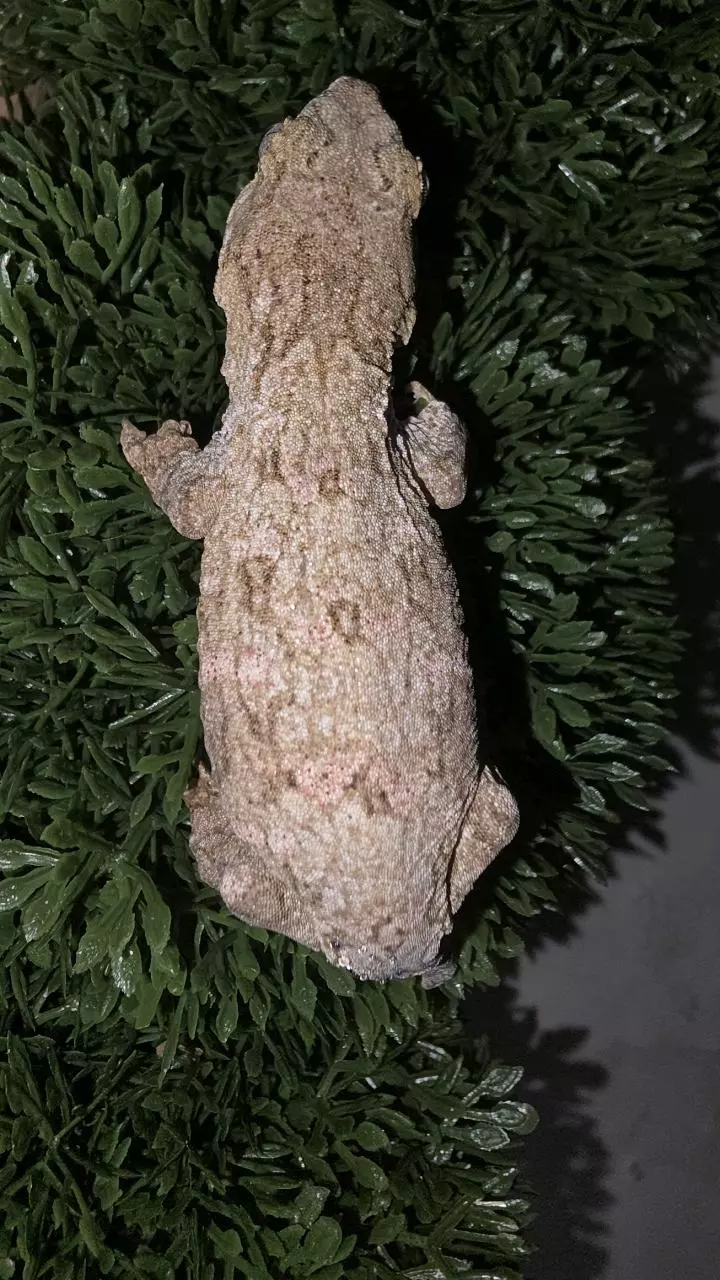 Leachianus thumbnail