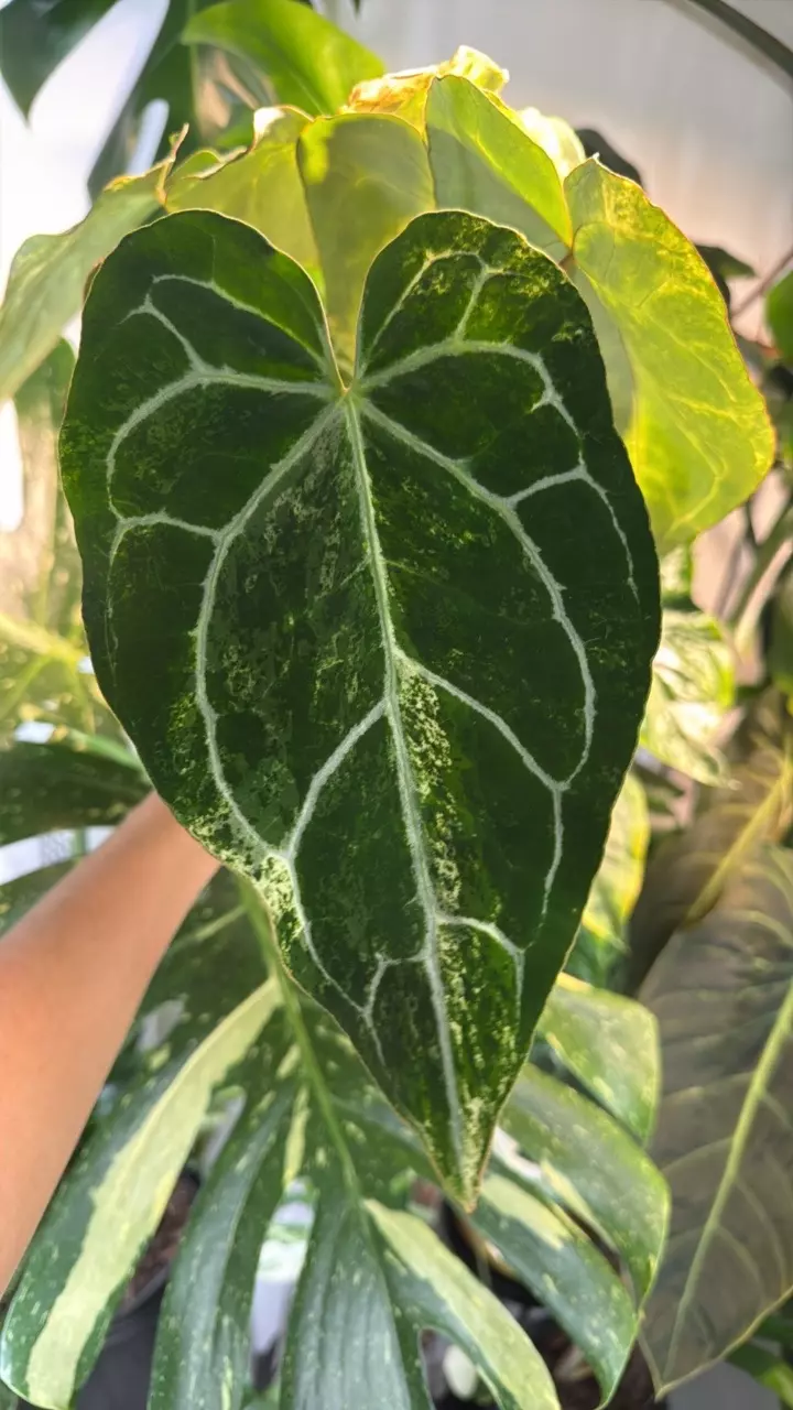 0394 Anthurium Crystallinum Varigated thumbnail