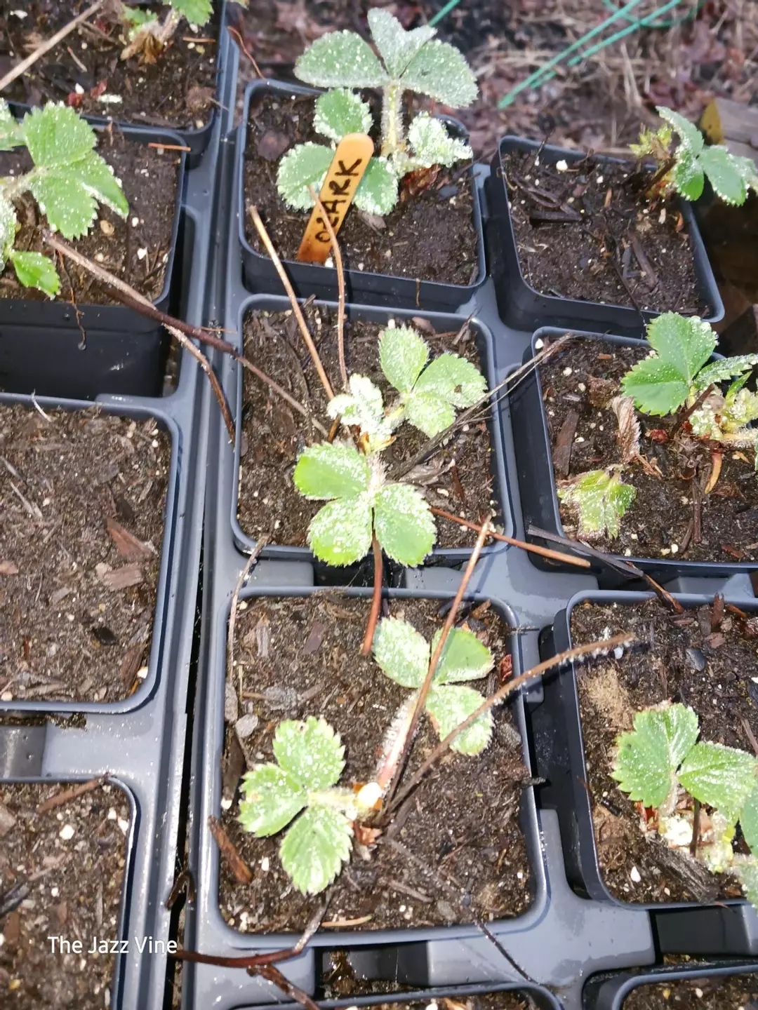 Strawberry ozark everbearing thumbnail