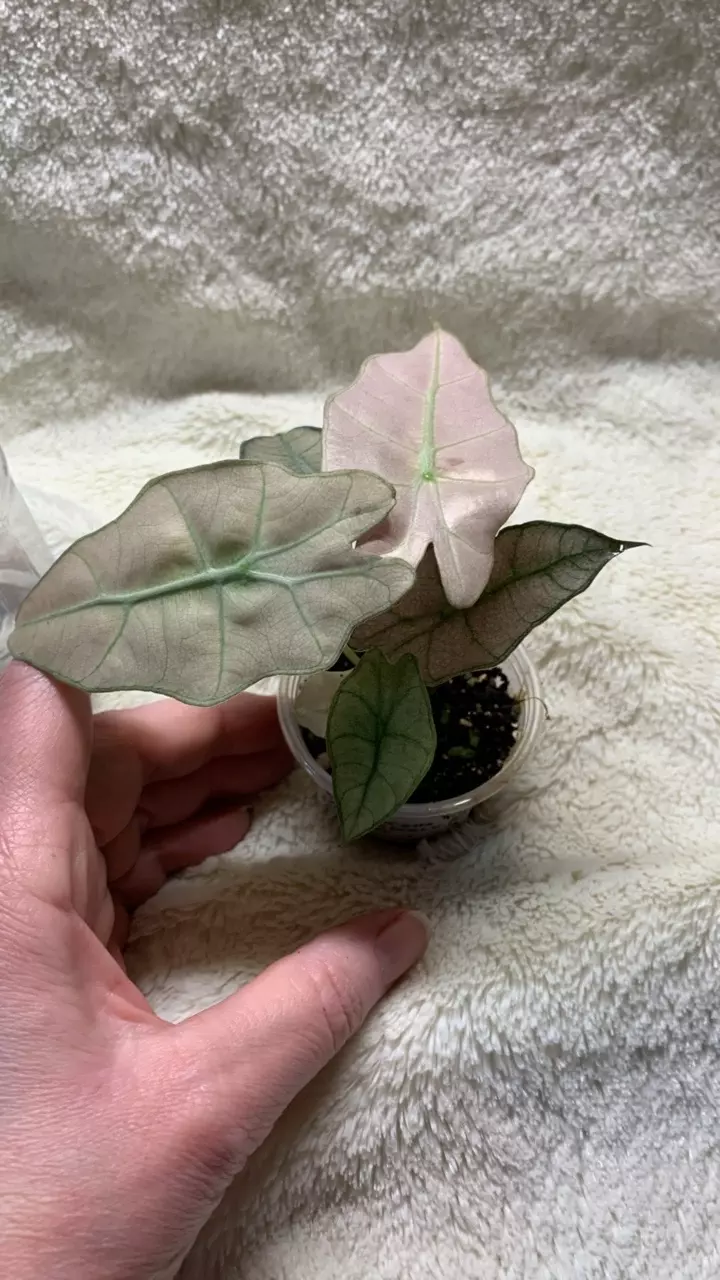 B59-Pink Polly Mint alocasia pup thumbnail