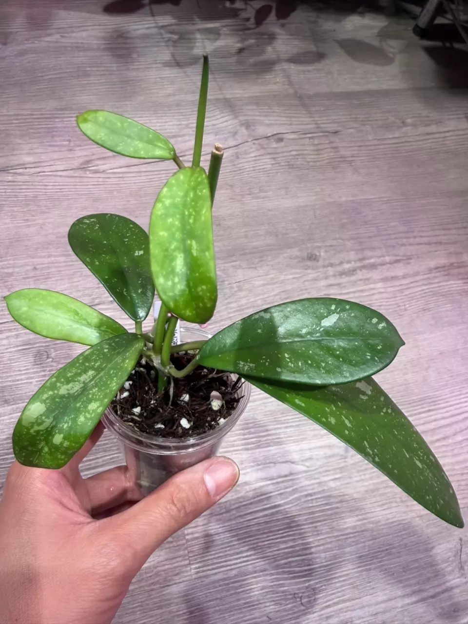 Hoya Diversifolia splash thumbnail