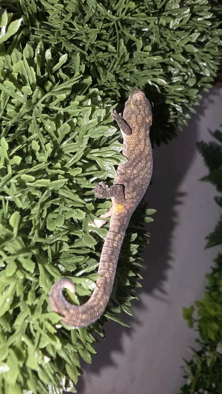 Eurydactloydes Occidentalis thumbnail