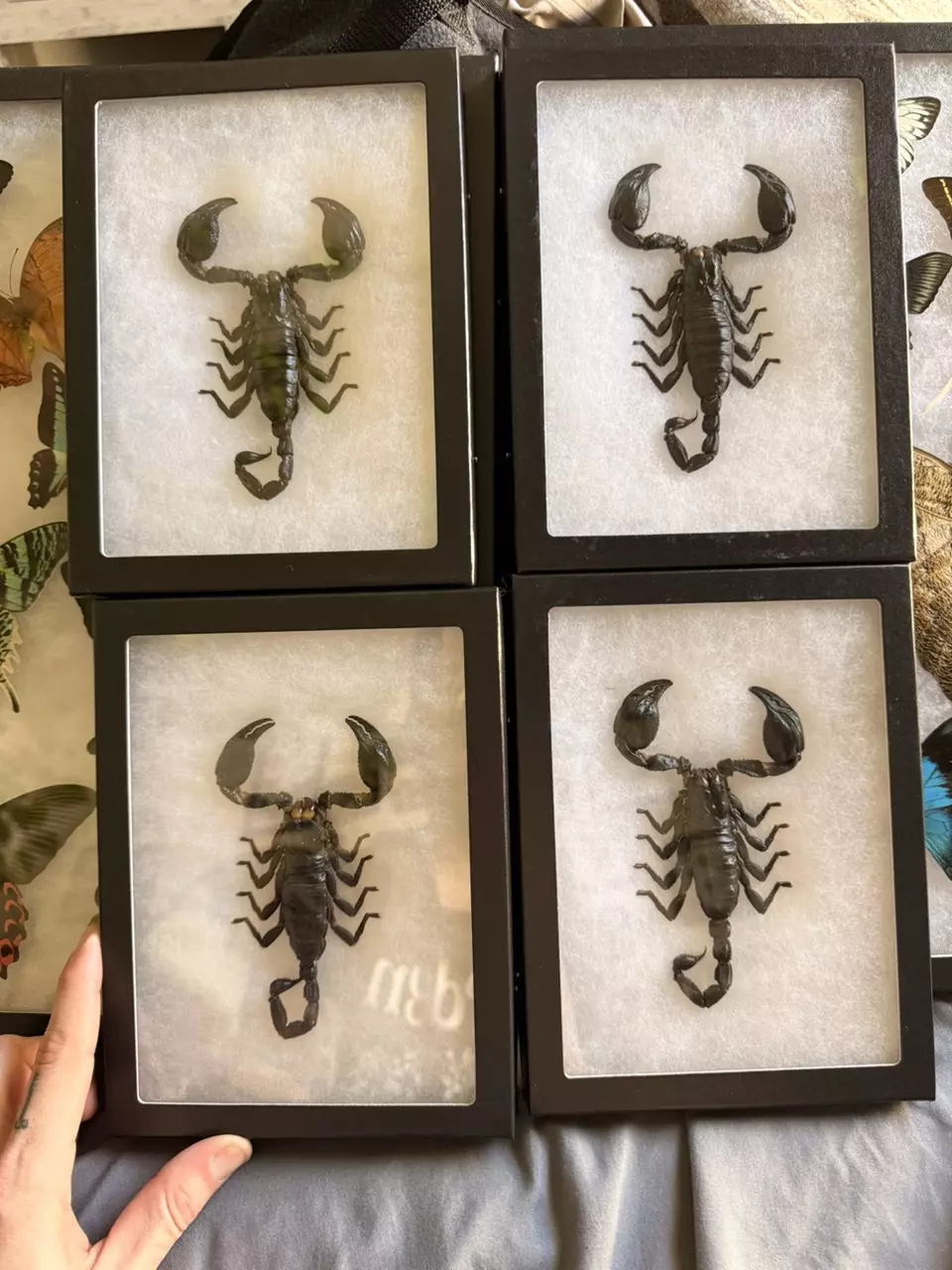 Framed scorpion 🦂 thumbnail