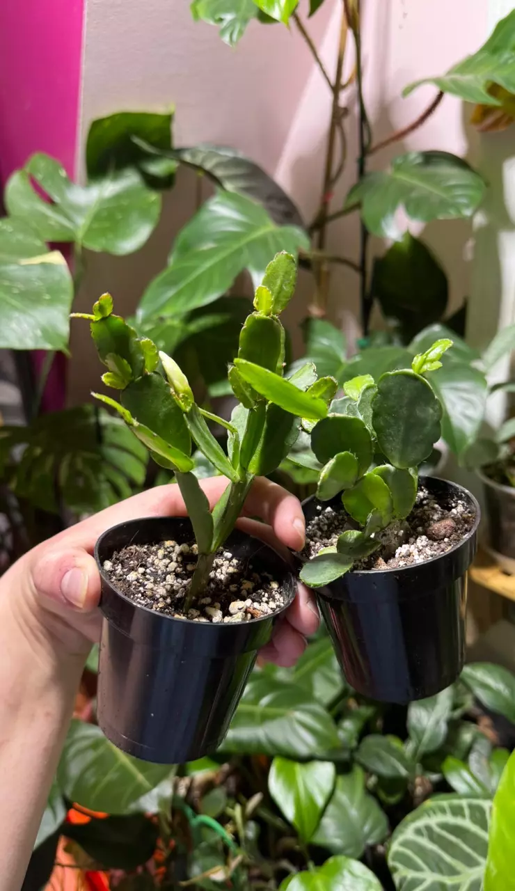 Easter Cactus - White Flowers thumbnail