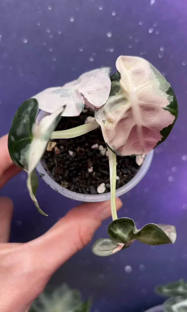 Alocasia Balloon Heart Pink thumbnail