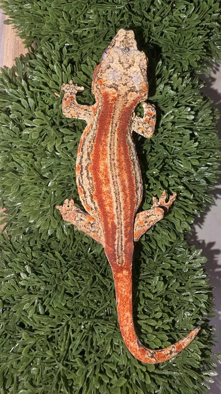 Skeleton Res stripe gargoyle thumbnail