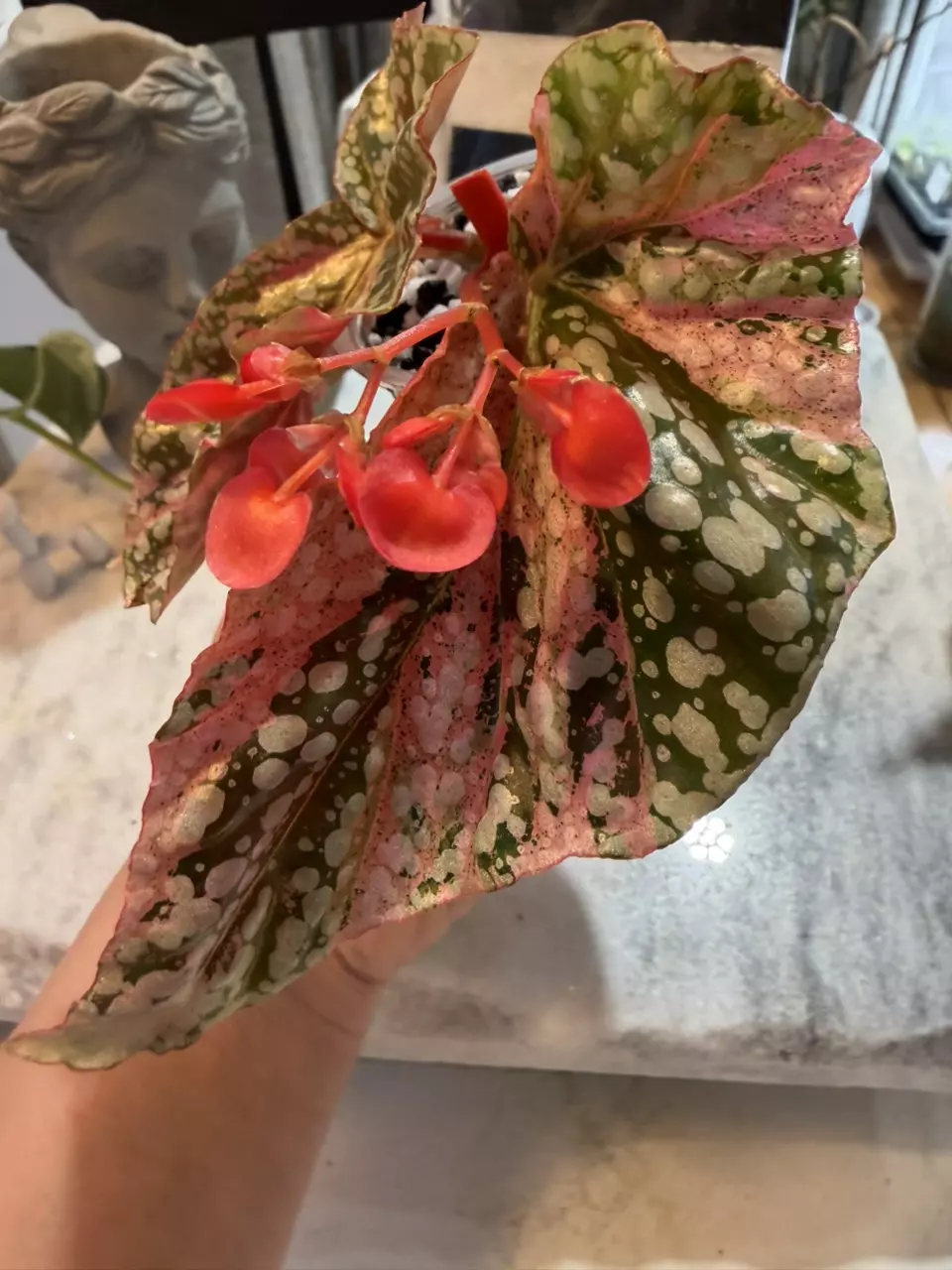 Snow Capped Begonia 133 thumbnail