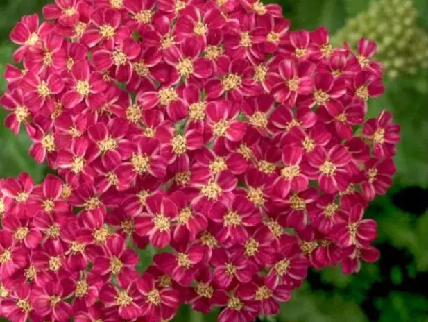 Yarrow deep rose thumbnail