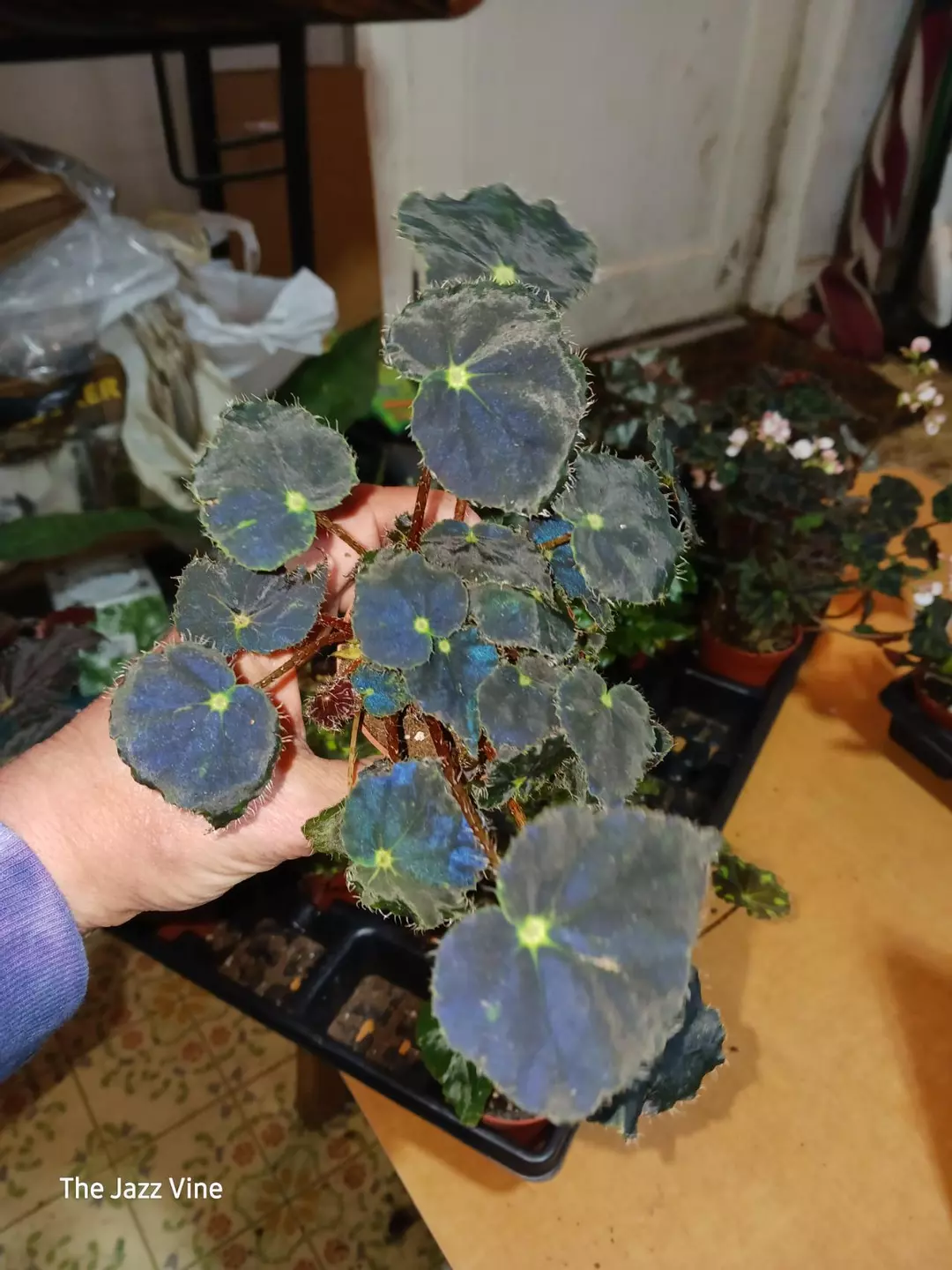 Rex begonia micro mini thumbnail