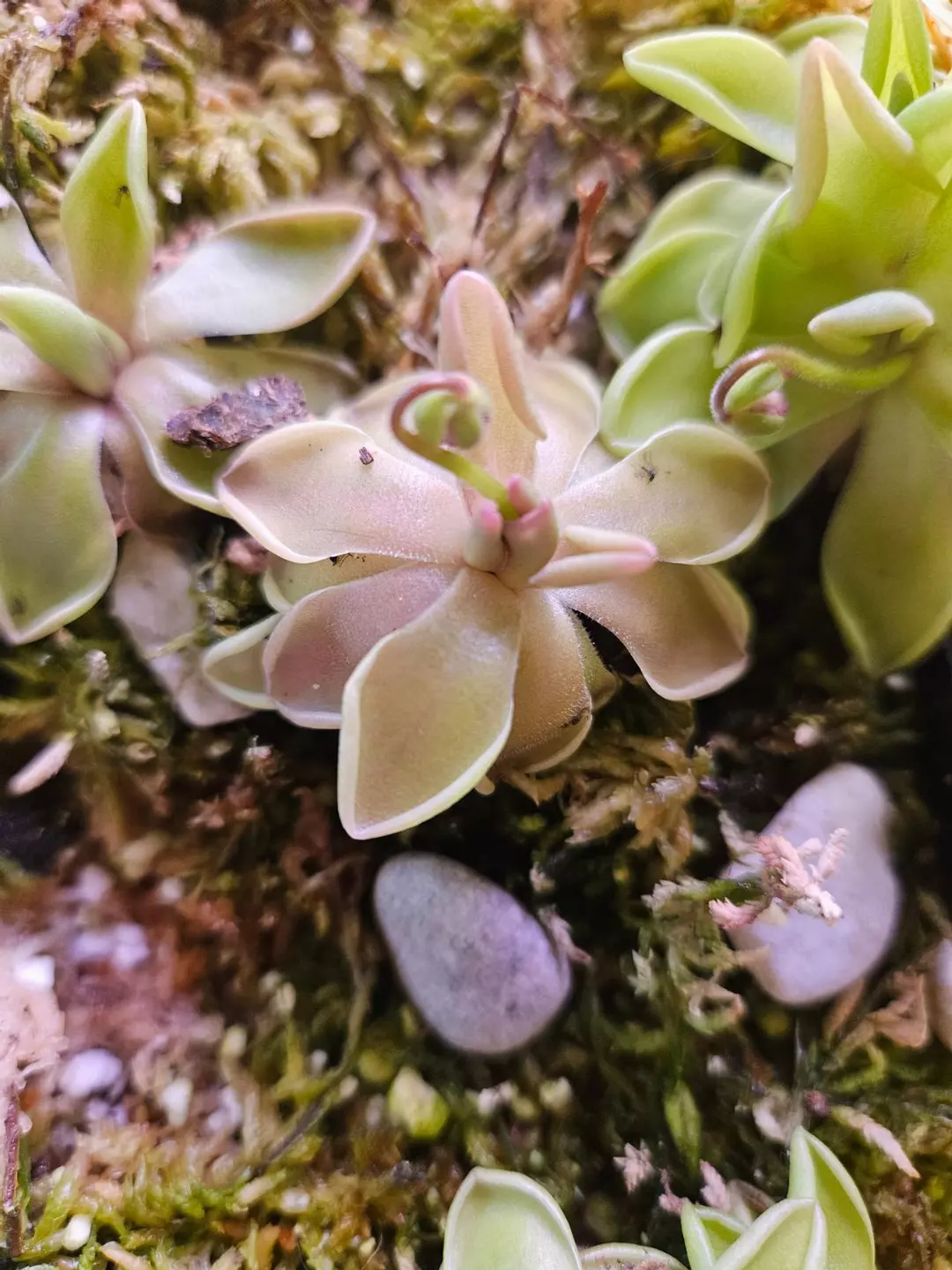 Pinguicula estrellita 1 head in flower thumbnail