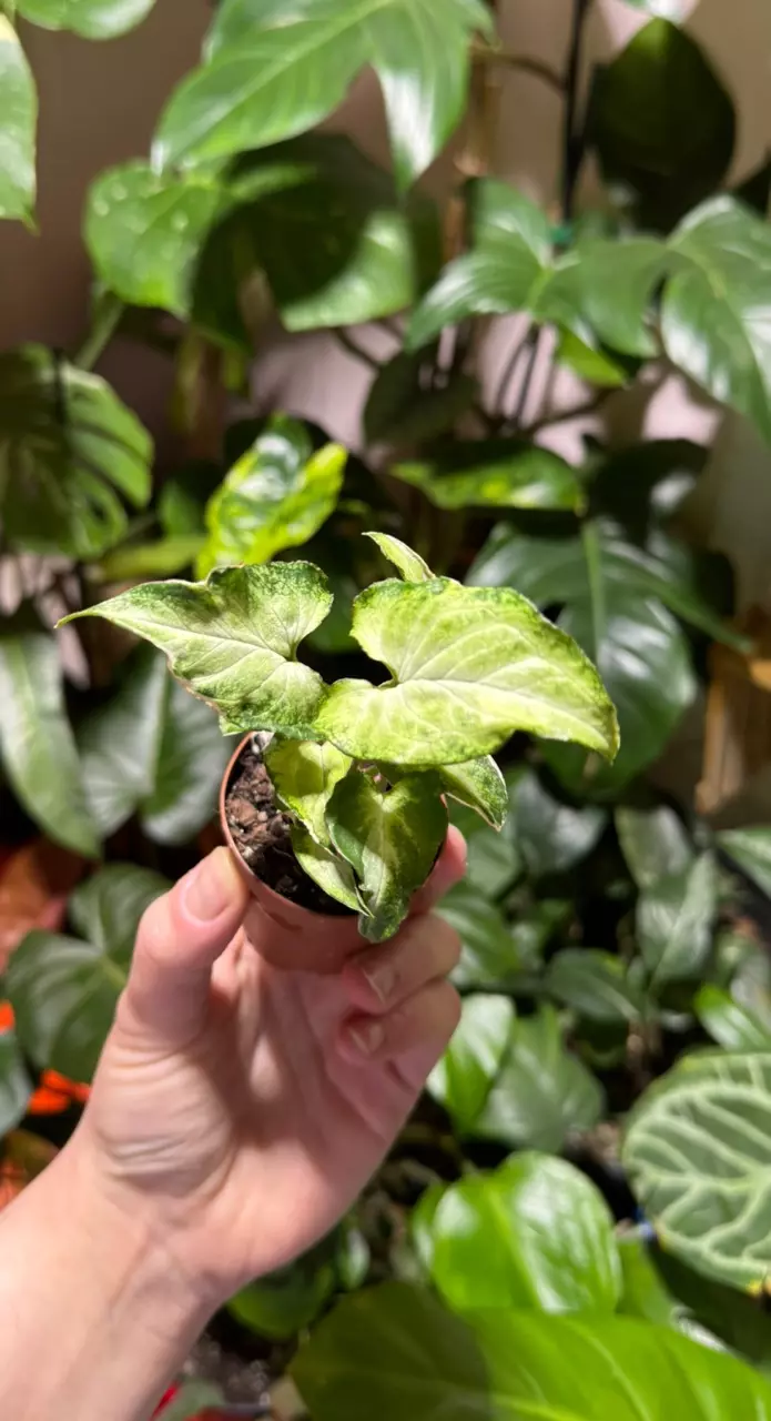 Syngonium Starlight thumbnail