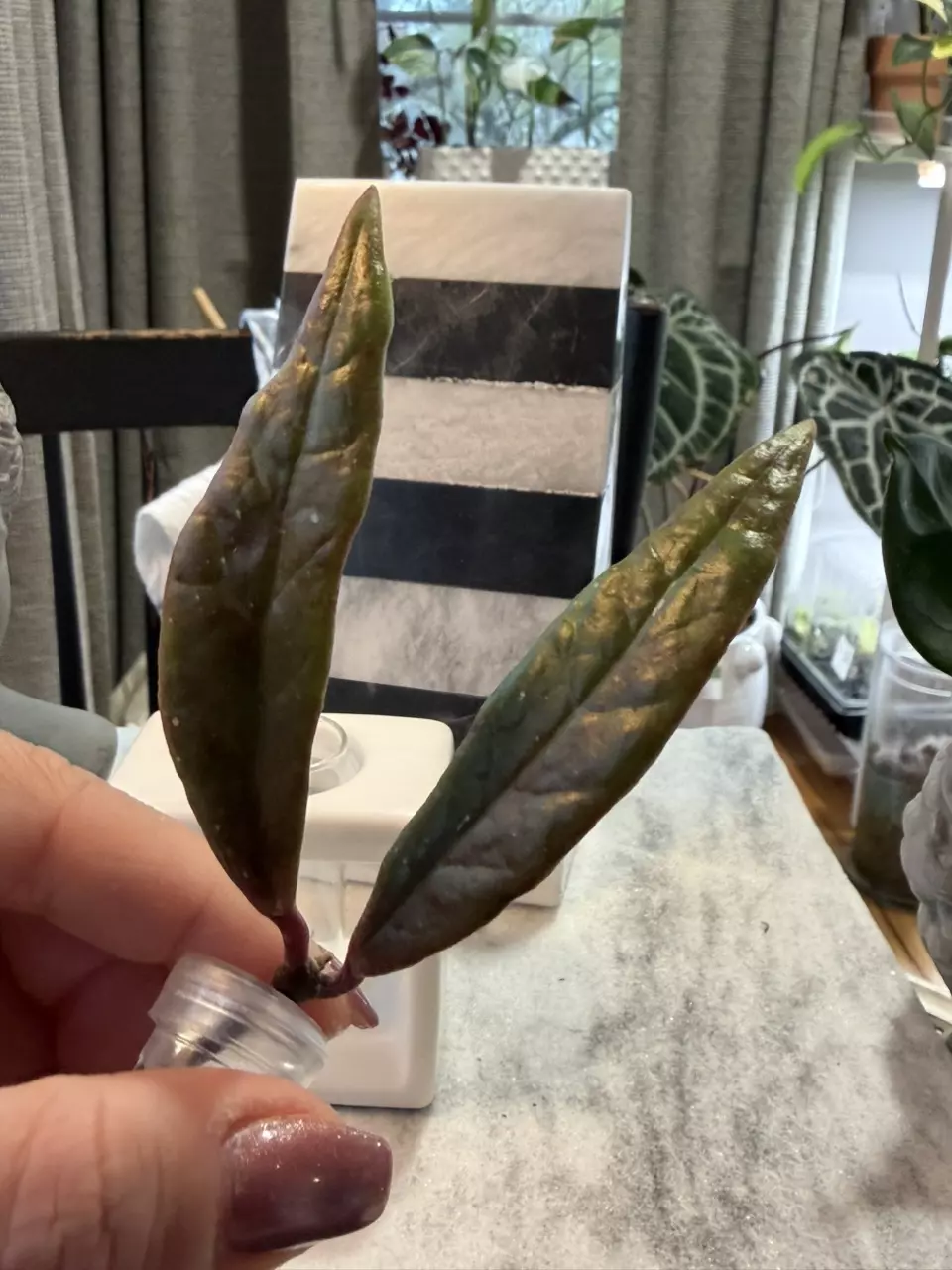 Hoya Sulewesiana thumbnail