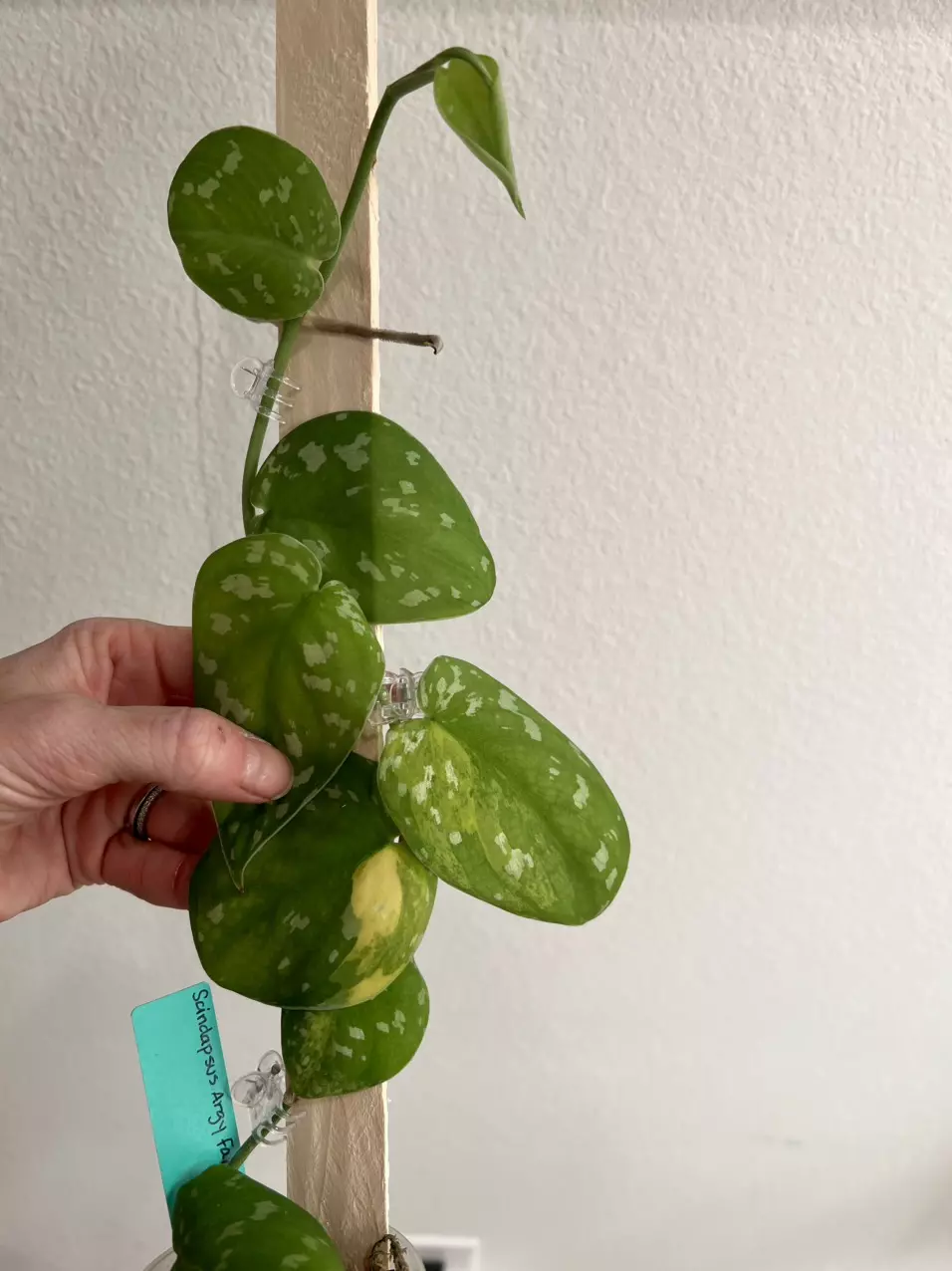 Scindapsus argy fantasy B thumbnail