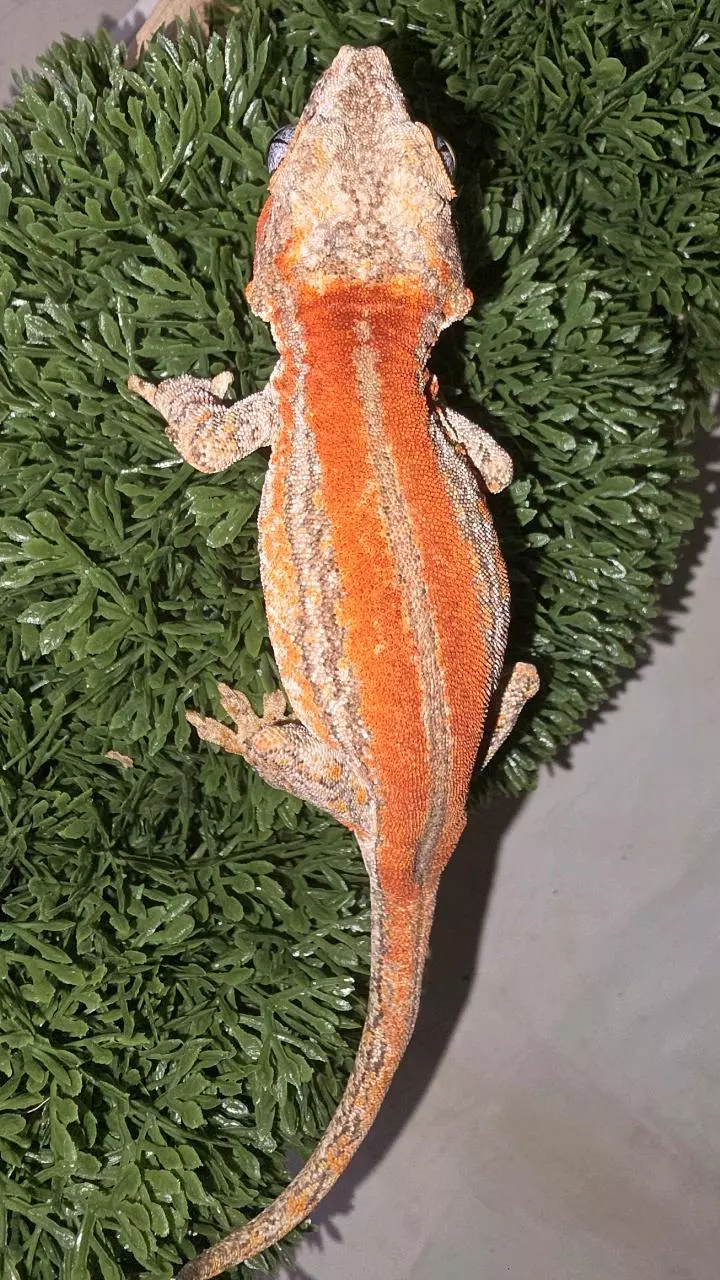 Red stripe gargoyle thumbnail