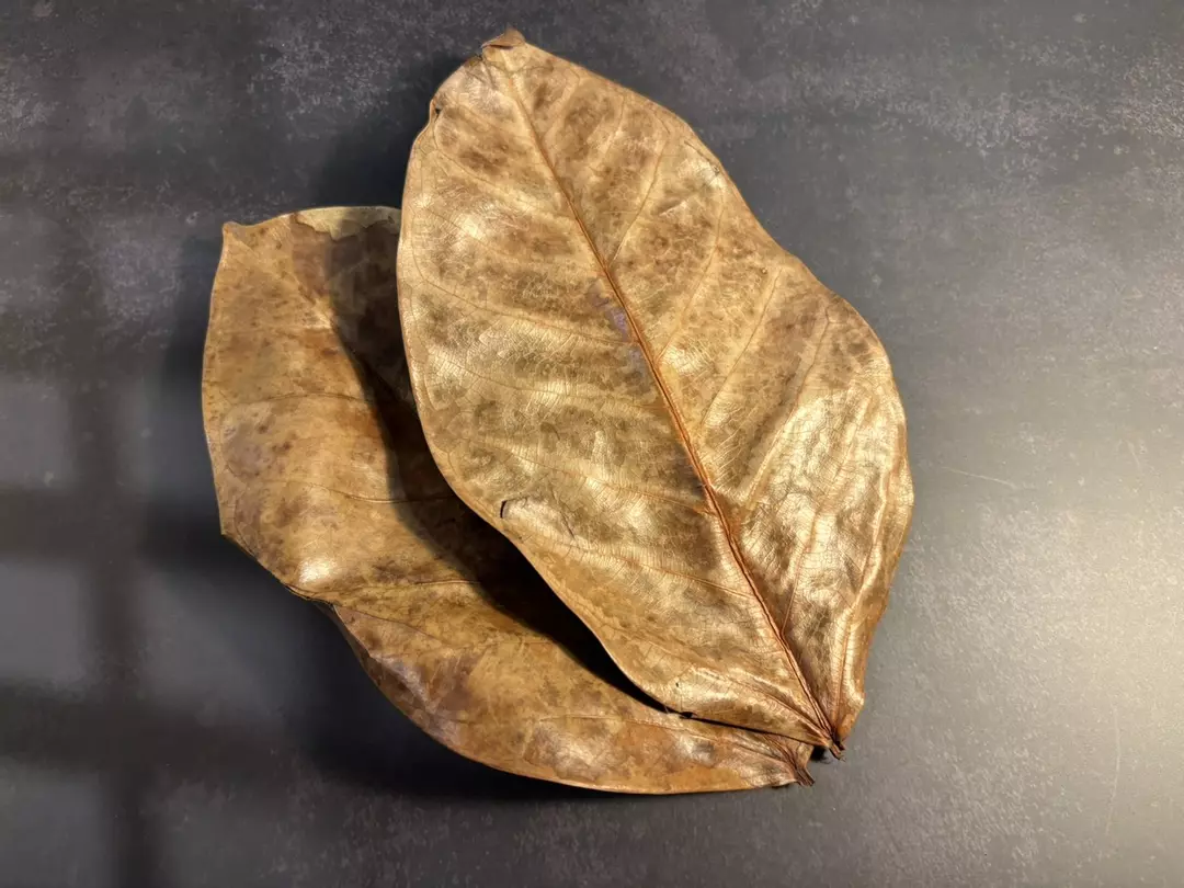 Indian Almond (Cattapa) leaf litter (5 count) thumbnail