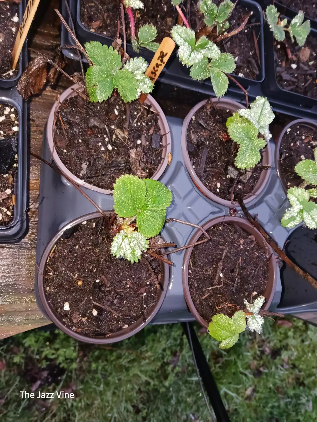 Strawberry Seascape thumbnail