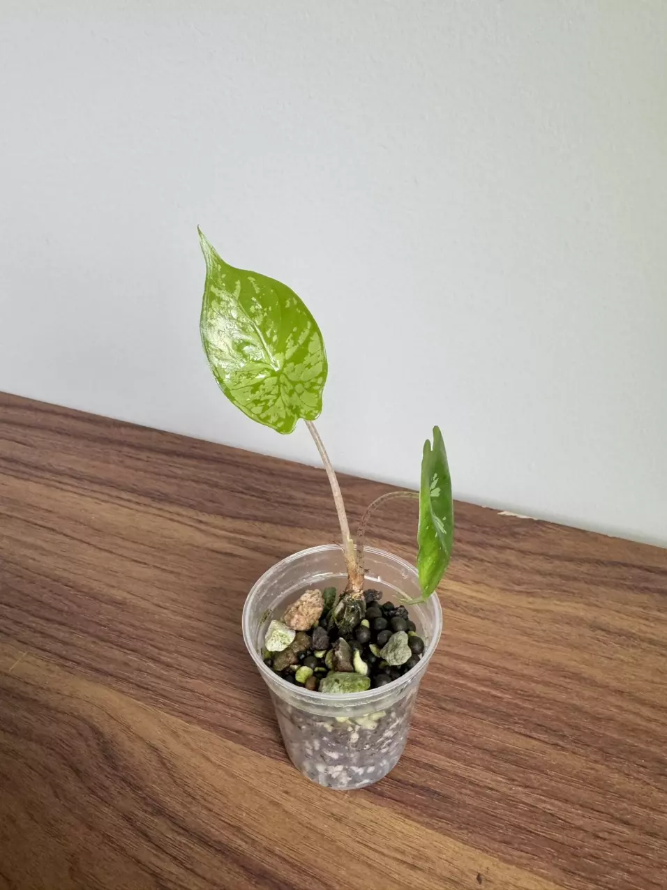 Alocasia Shattered Glass thumbnail