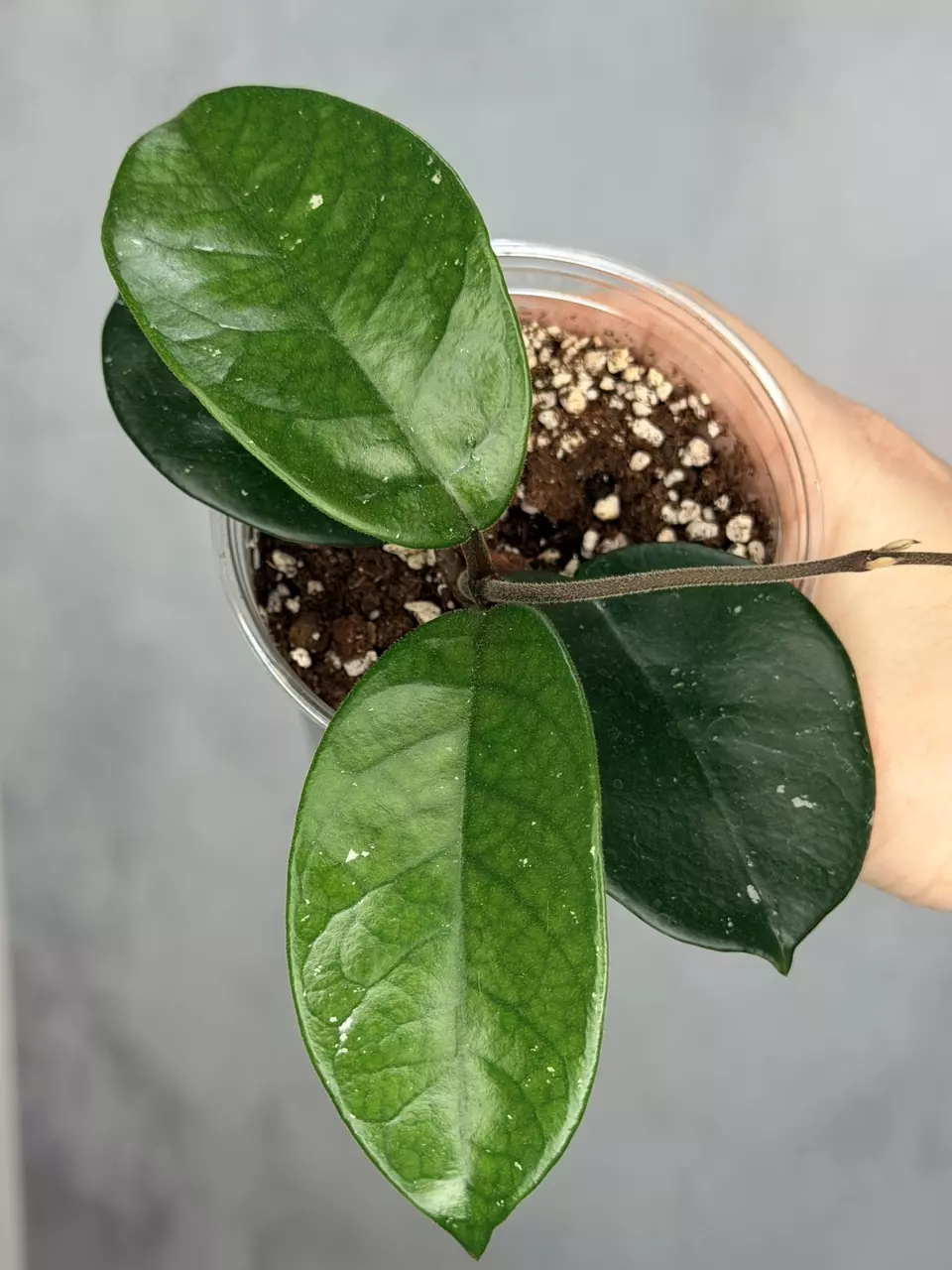 Hoya fungii (seedling, splash) thumbnail