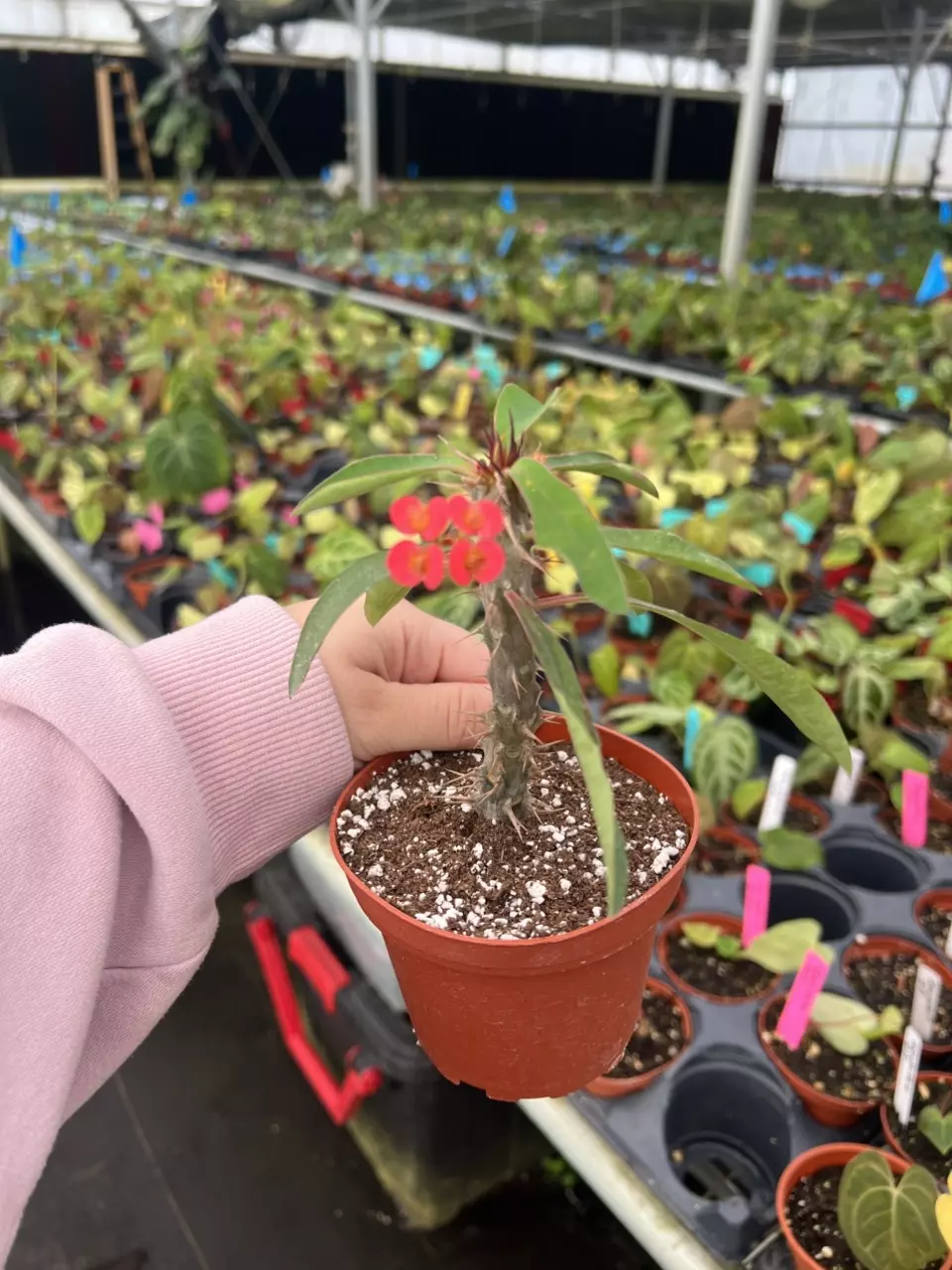 Crown of thorns 4” pot growers choice thumbnail