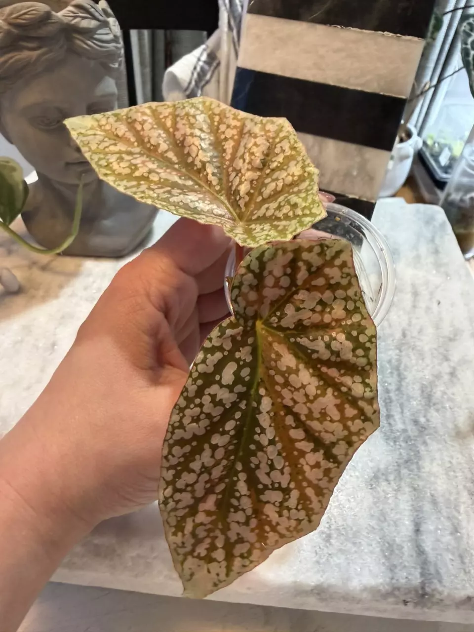 Snow Capped Begonia 134 thumbnail