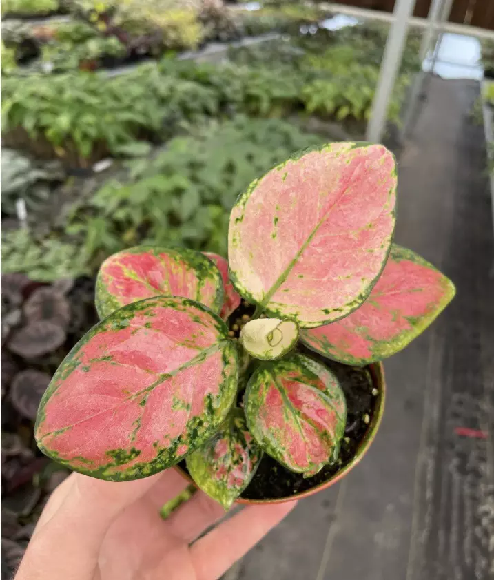 Aglaonema Lady Valentine 4” pot growers choice thumbnail