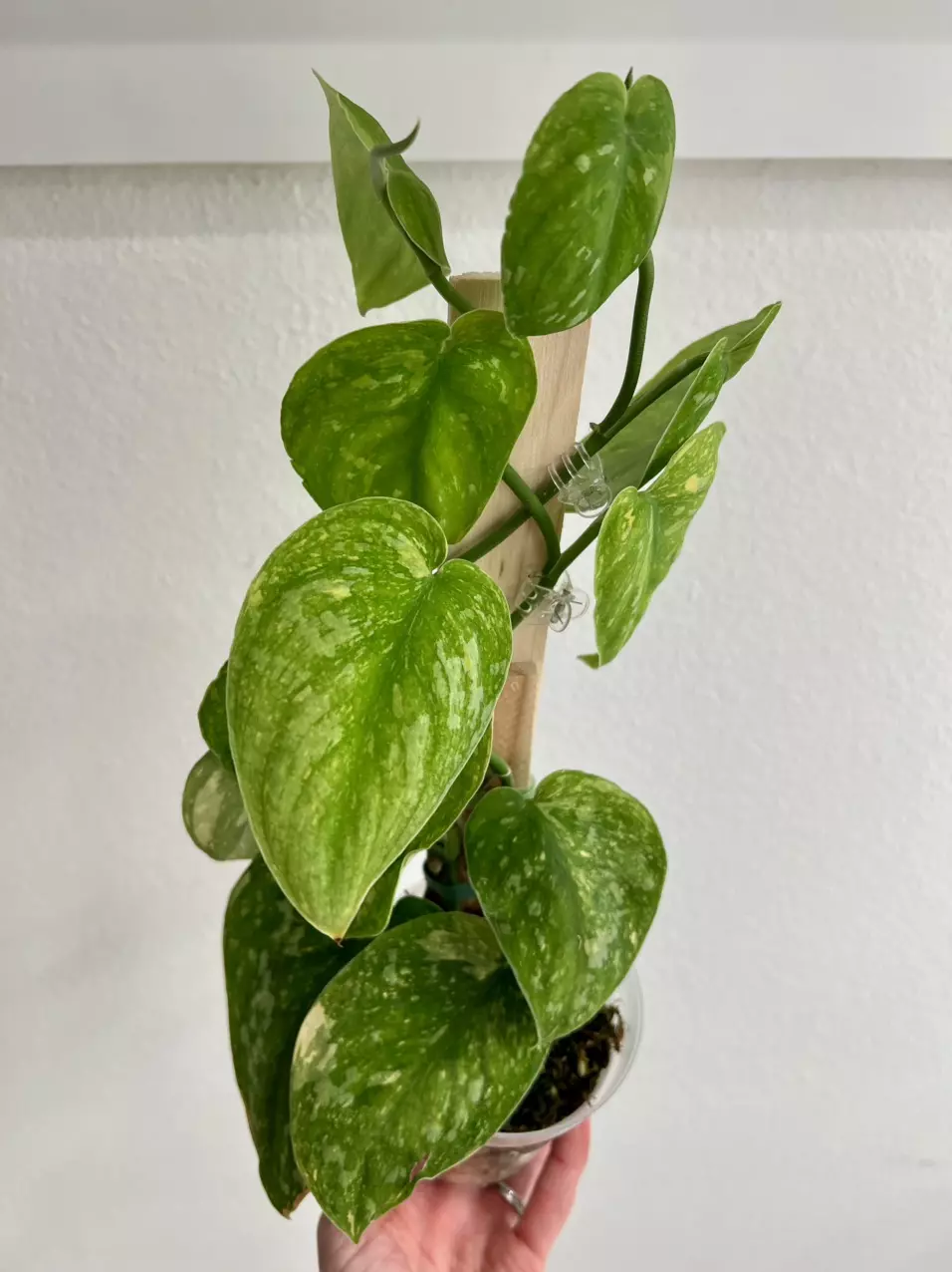 Scindapsus baticon variegated C thumbnail