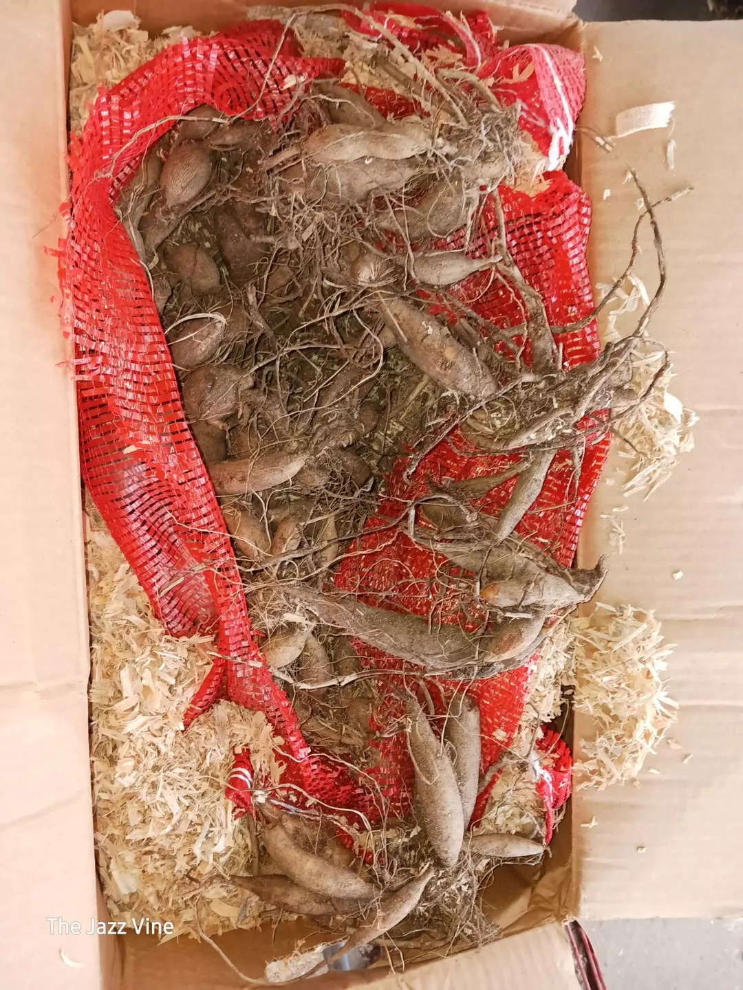 Assorted dahlia tuber clump thumbnail