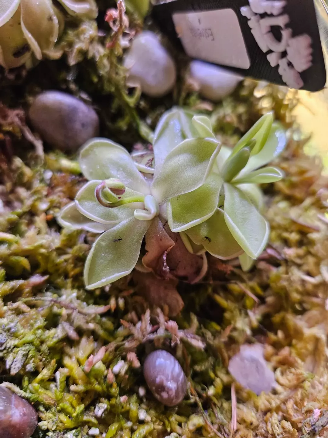 Pinguicula estrellita 2 headed in flower thumbnail